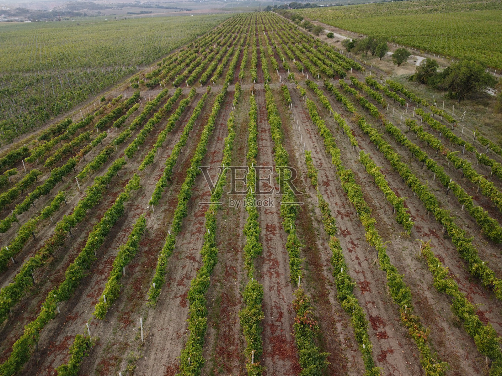 日落时俯瞰的葡萄园种植园。电影无人机鸟瞰绿色高地山谷乡村。野生自然景观中的生态农业。旅游,旅游的概念照片摄影图片
