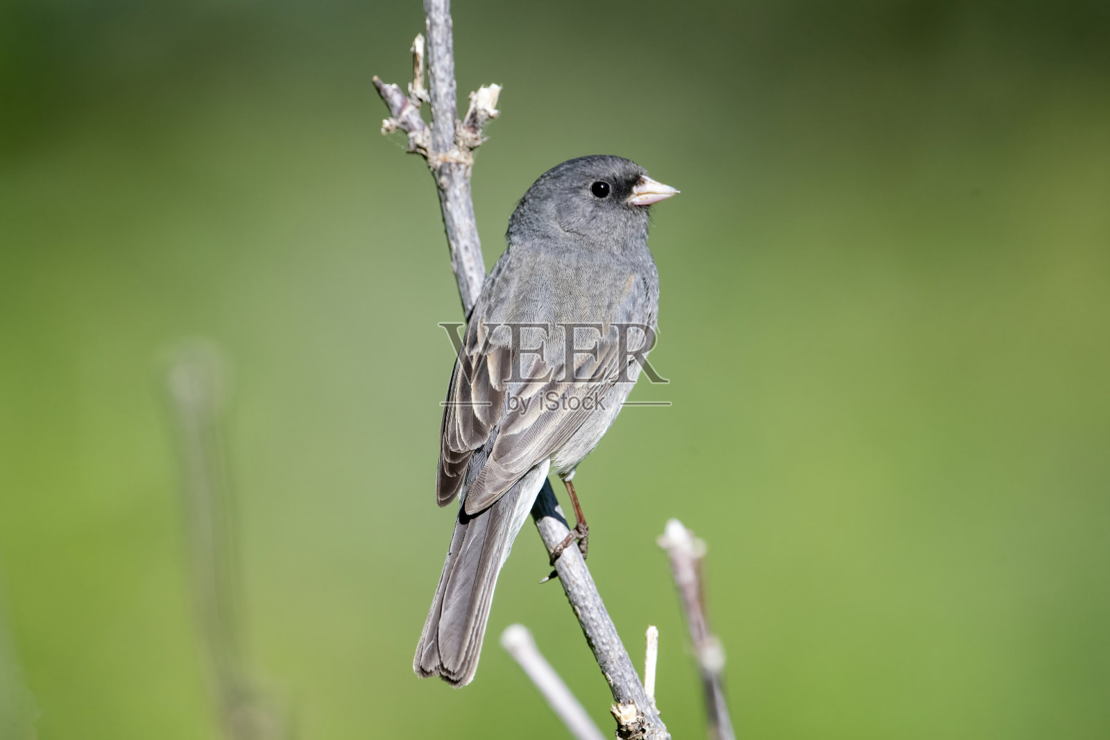 “石板色”Junco在安克雷奇，阿拉斯加照片摄影图片
