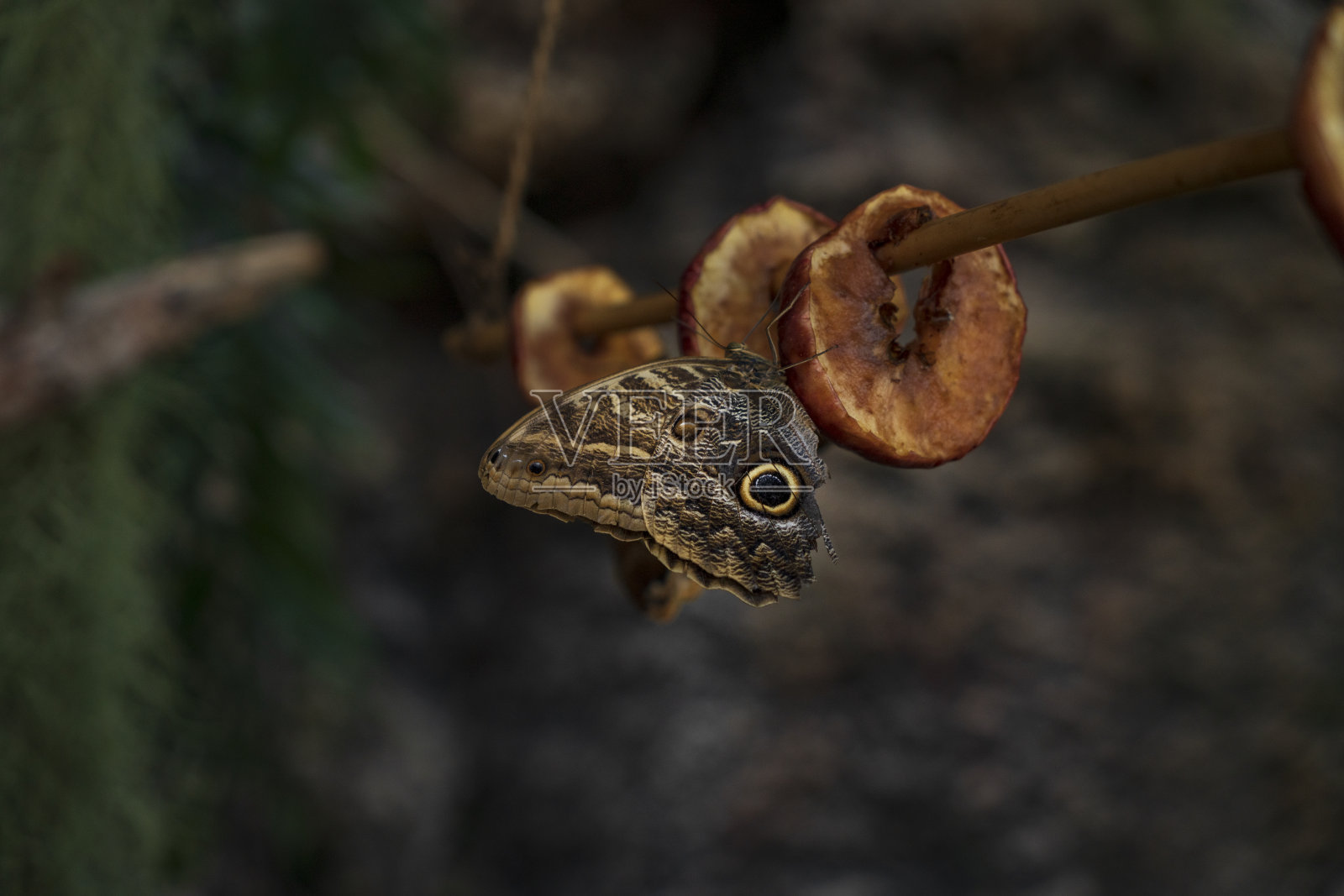 大闪蝶(蓝闪蝶)吃水果照片摄影图片