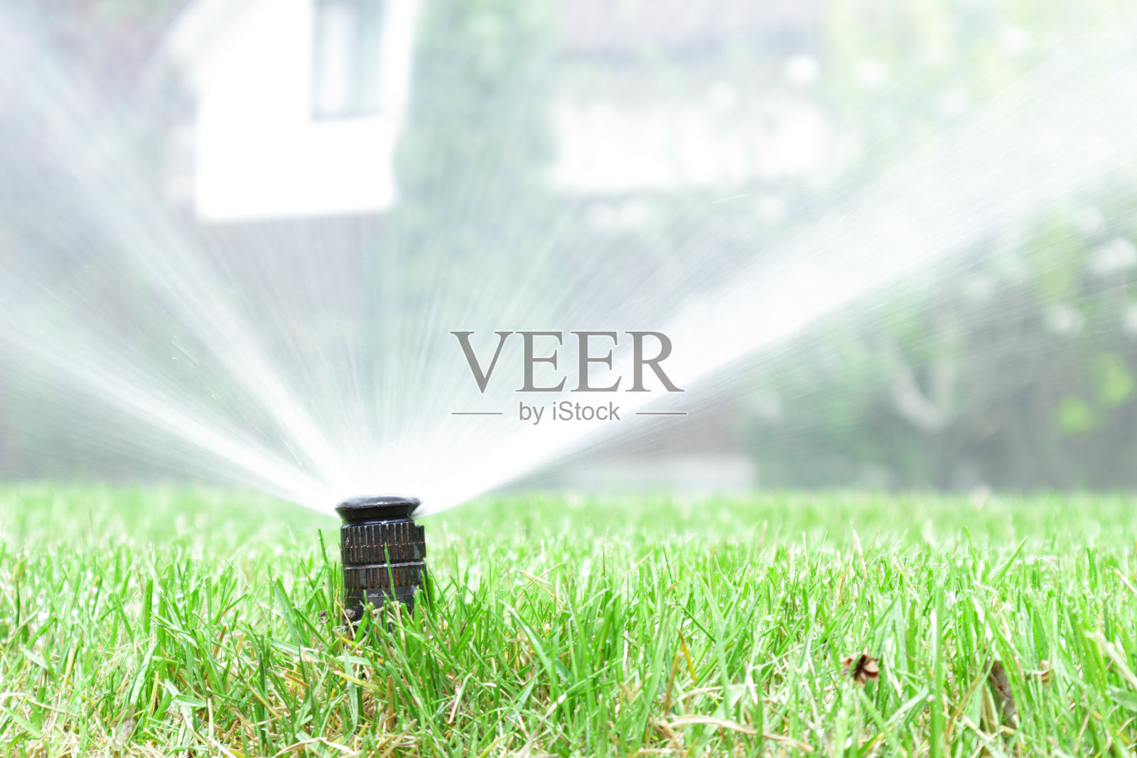 花园草坪灌溉系统。自动草坪洒水器，浇灌绿色草坪。有选择性的重点。照片摄影图片