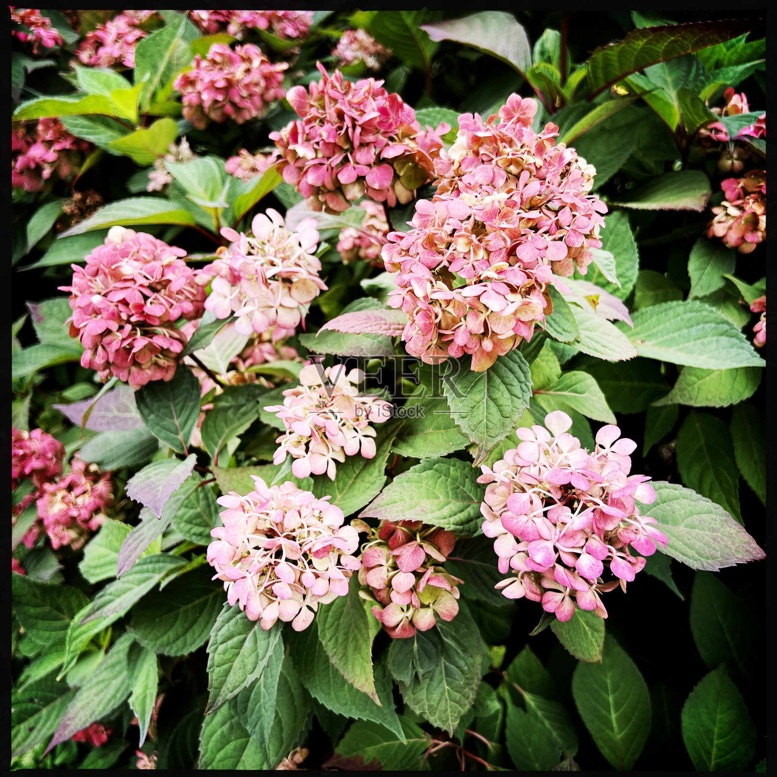 粉红色的绣球花照片摄影图片