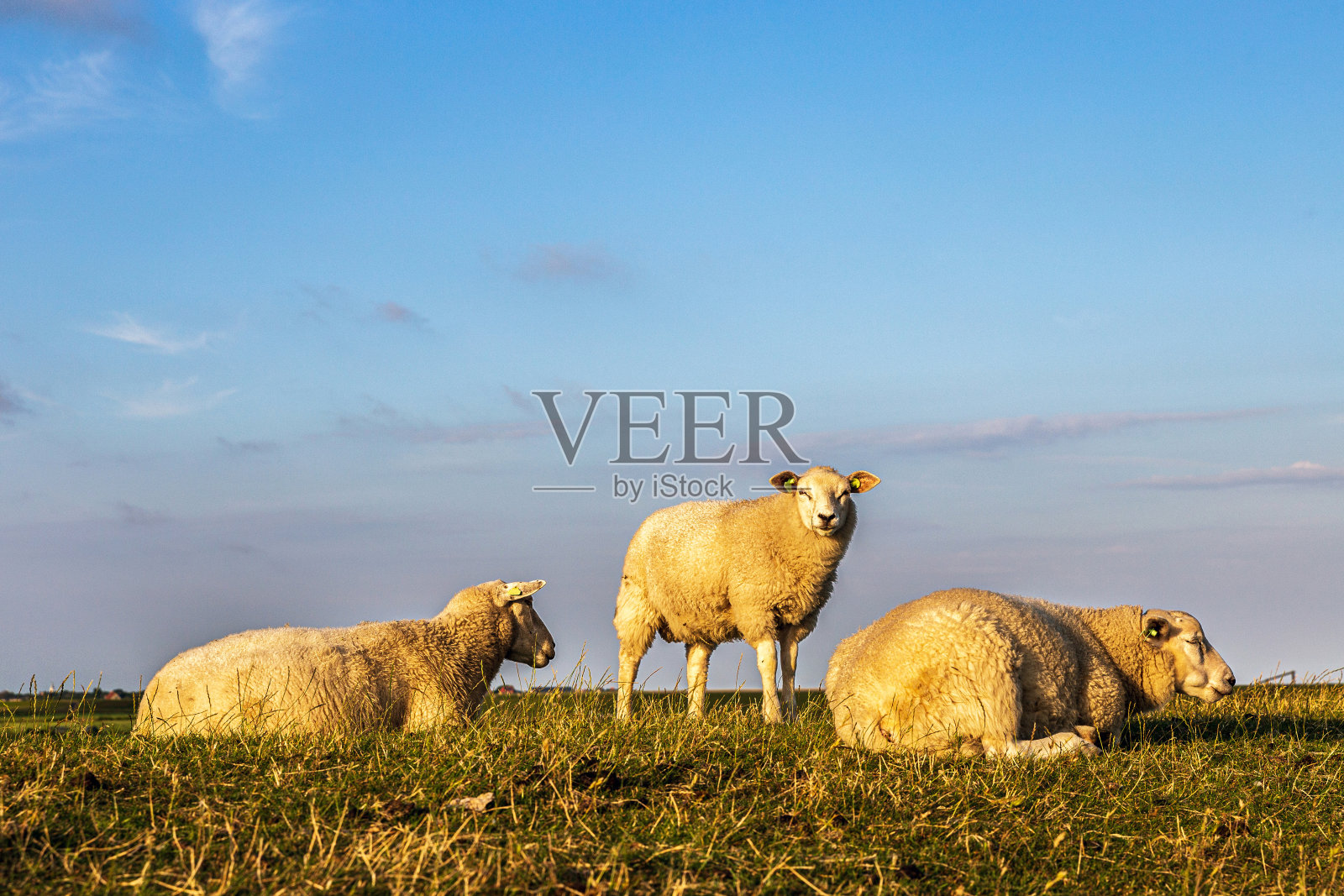 特谢林岛堤坝上的羊(荷兰)照片摄影图片