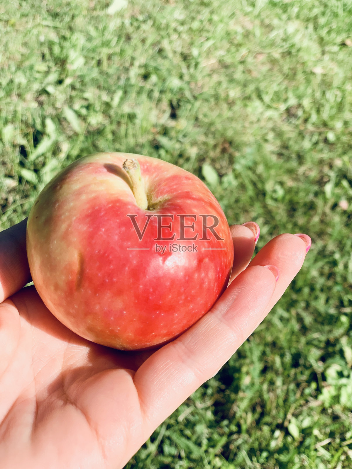 苹果手照片摄影图片