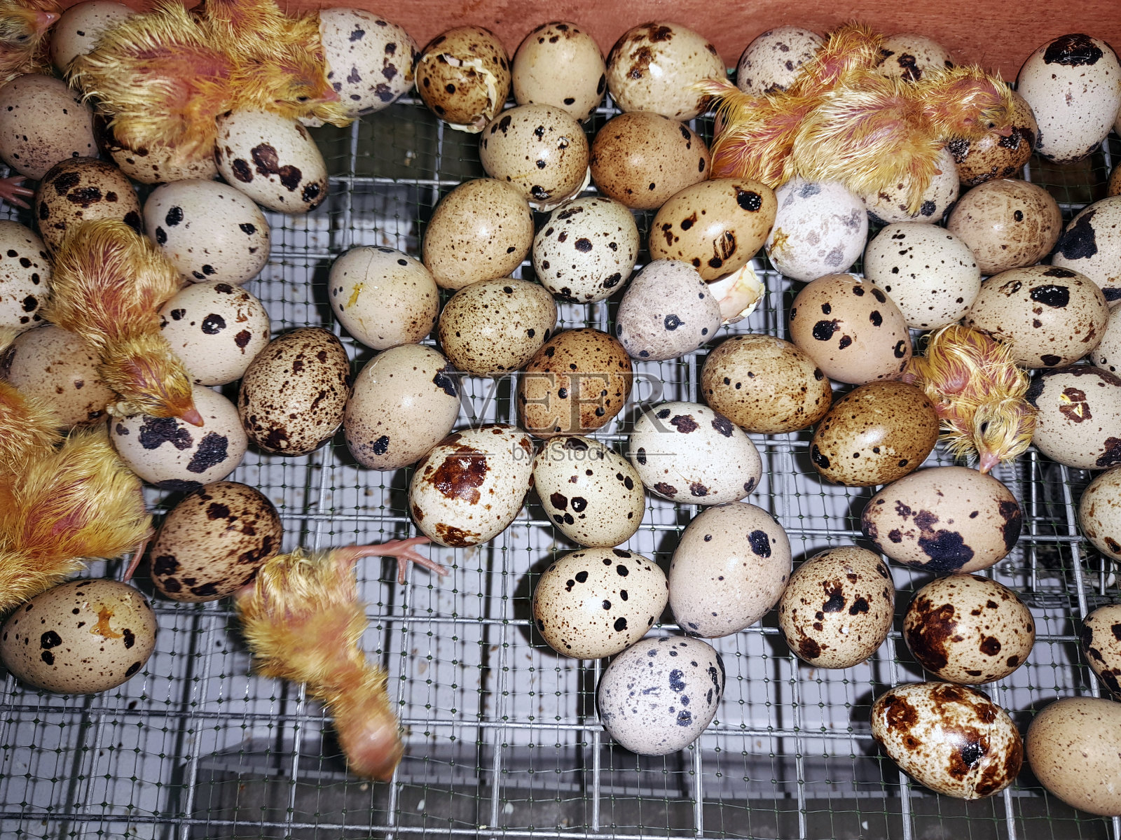 鹌鹑。农场里有很多鸡。在肉鸡养殖场饲养鸟类。家禽工厂。小鸡从蛋中孵化出来。很多小鸡。畜牧业照片摄影图片