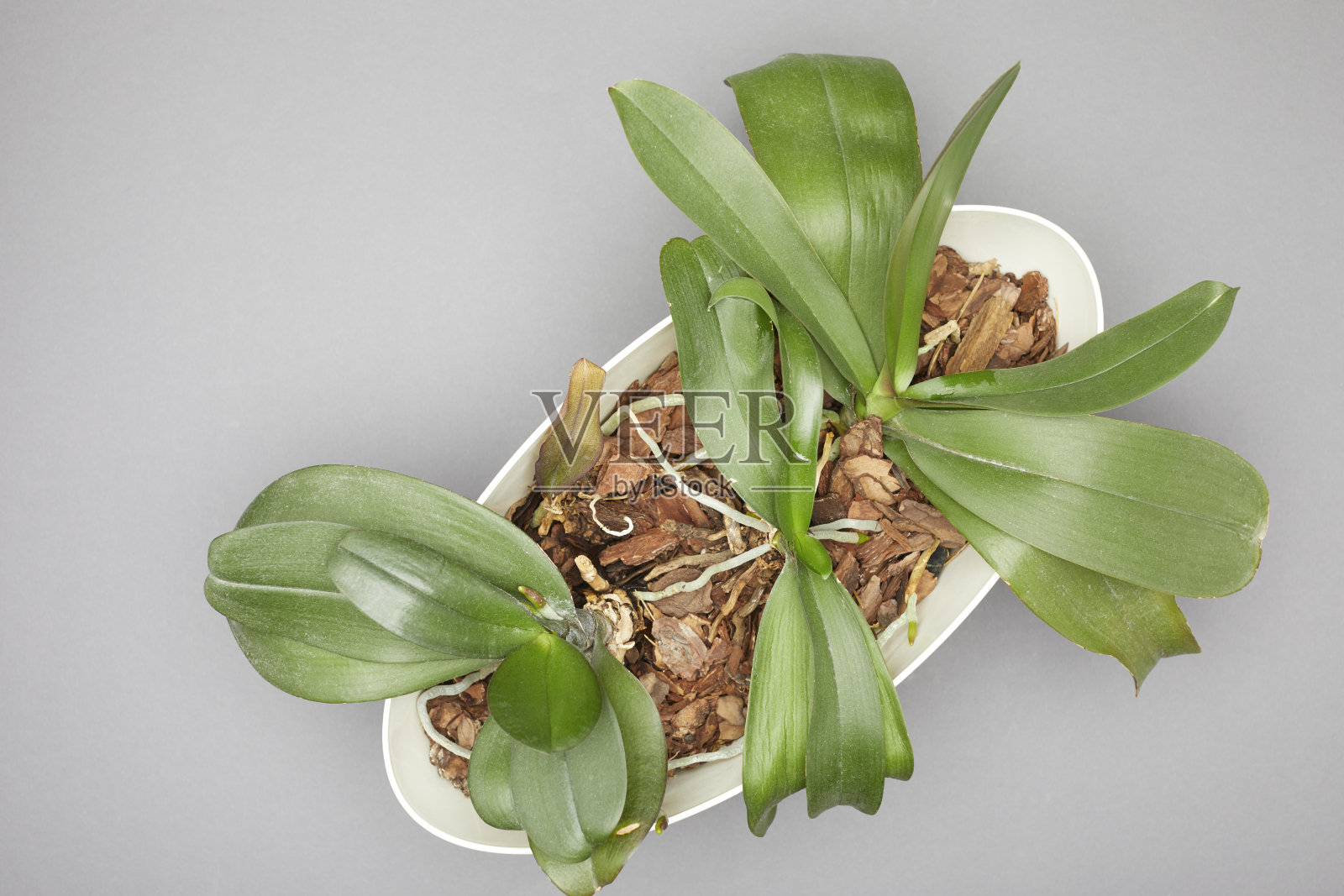 纹理的概念。照片摄影图片