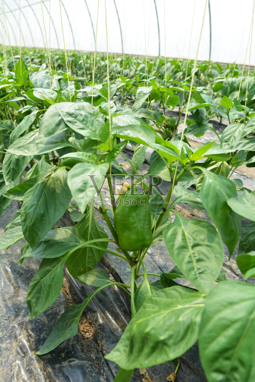 甜辣椒，生长在温室里照片摄影图片