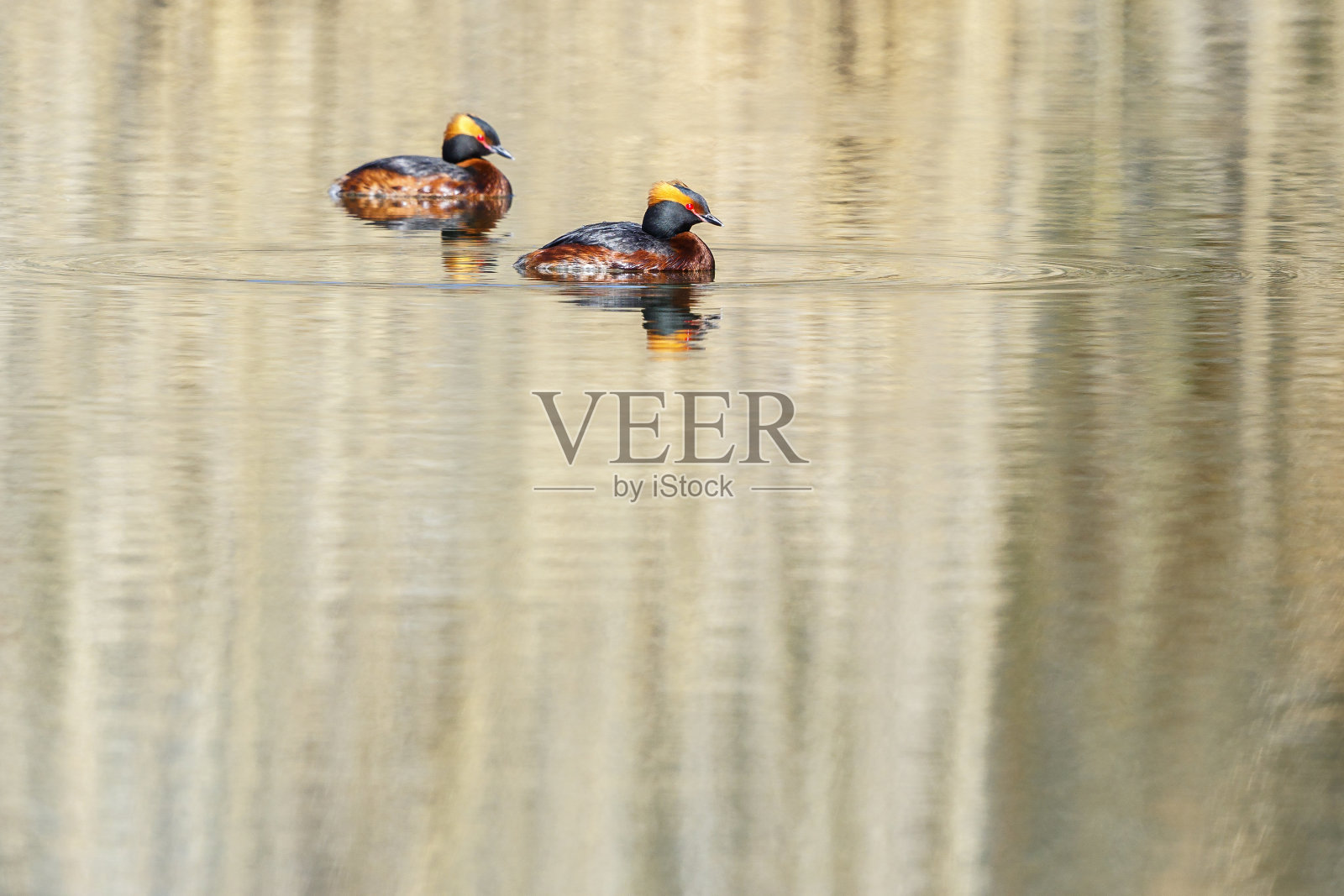 一对有角的水蛭躺在水里照片摄影图片