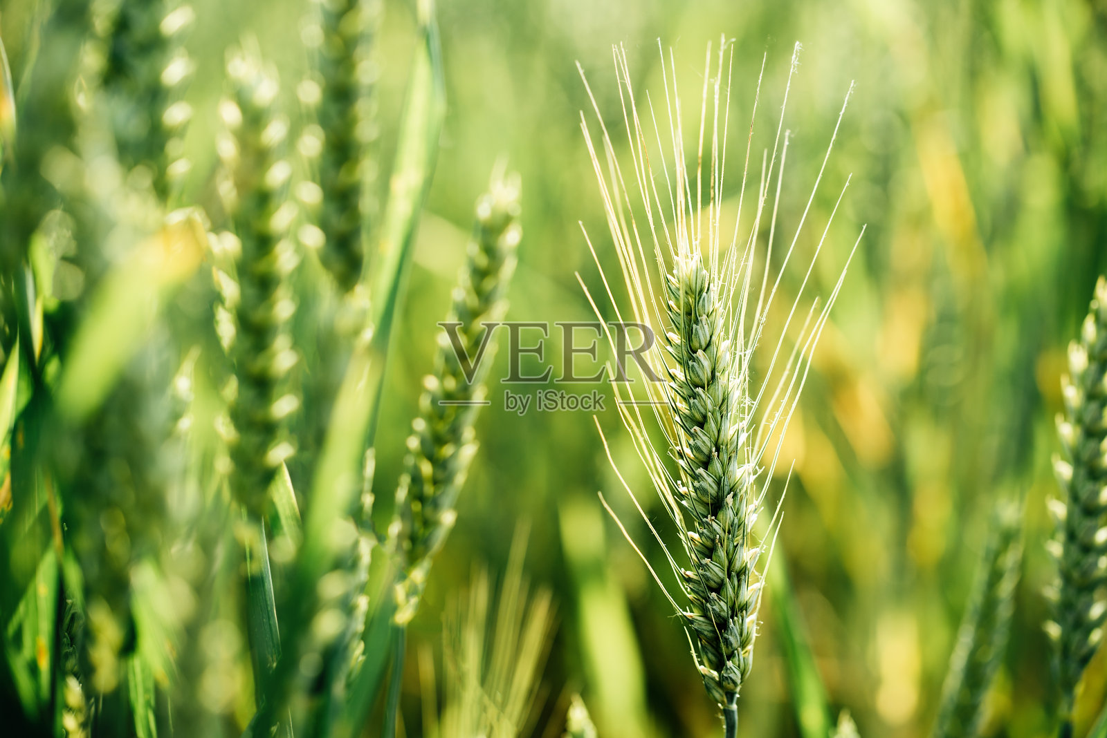 春夏田间青绿小麦新鲜幼穗的宏观特写。照片摄影图片