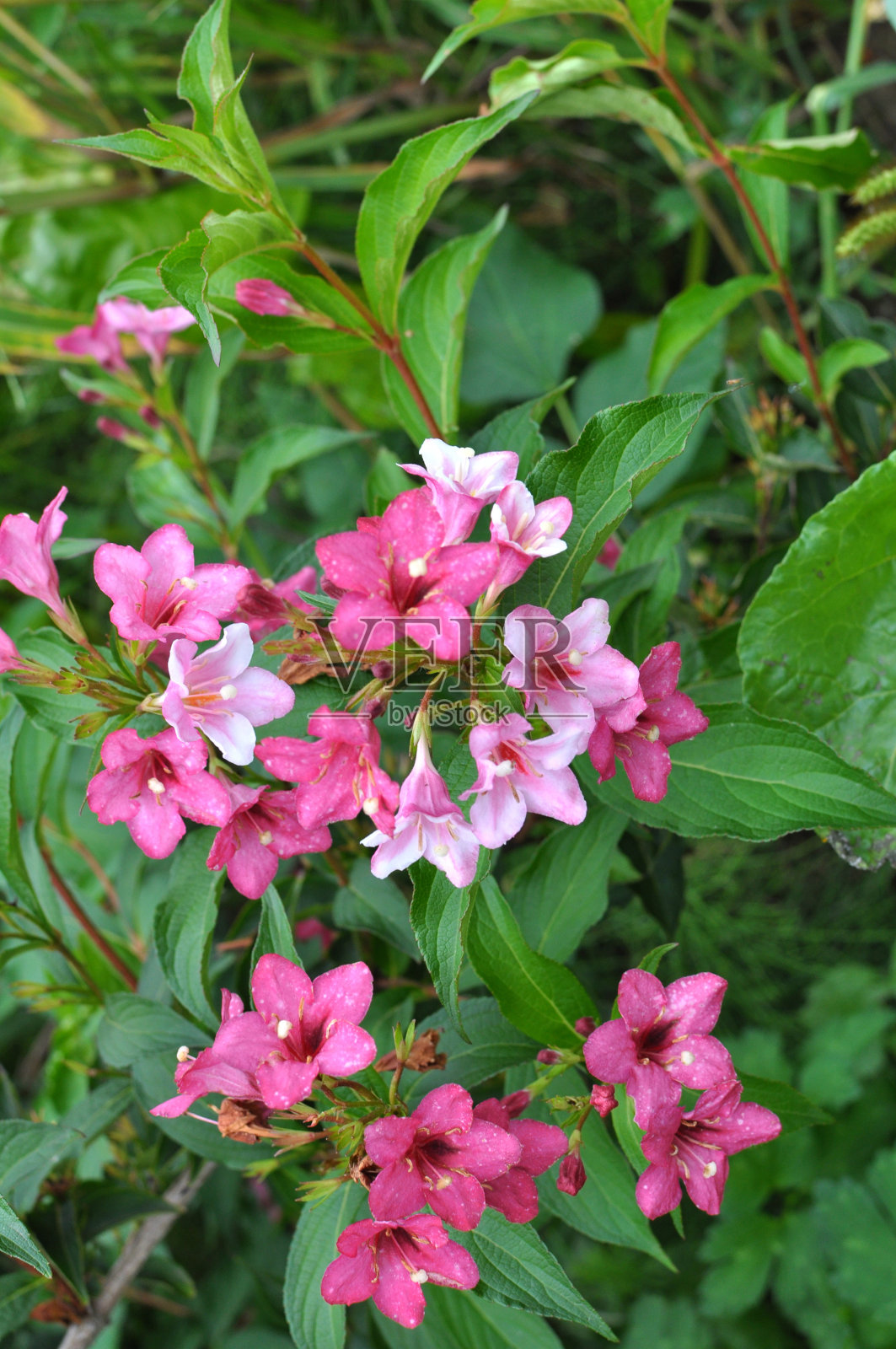 Weigela在花园里开花。照片摄影图片