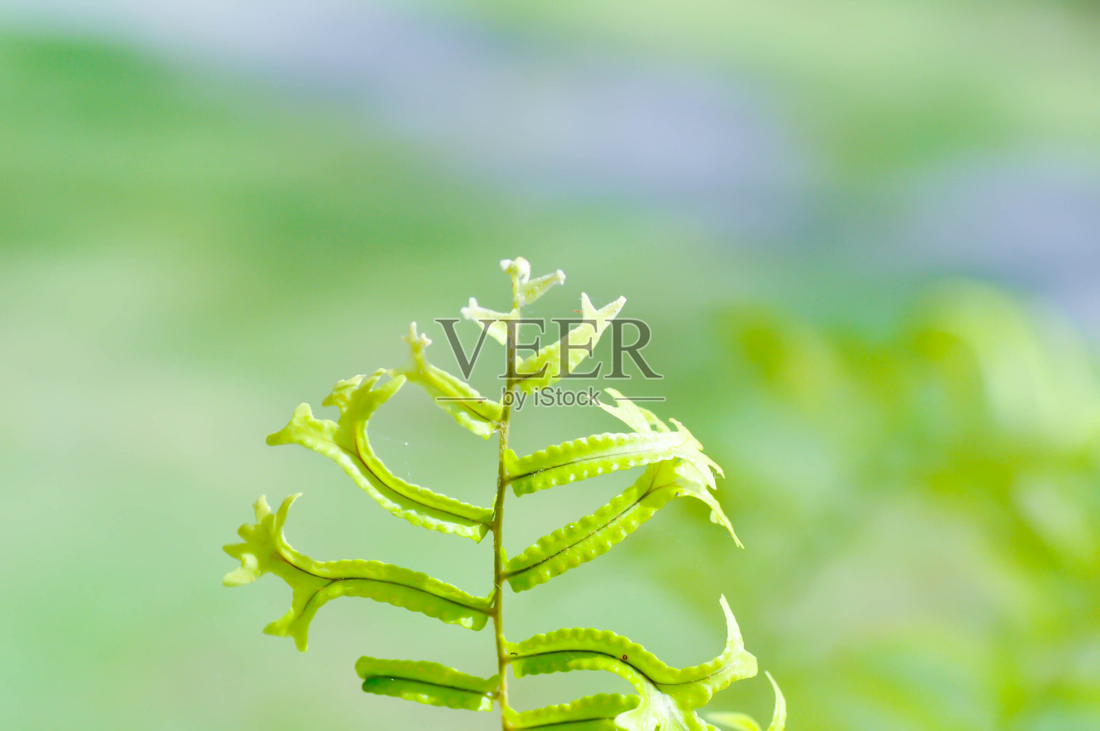 崖姜蕨或美人鱼尾蕨照片摄影图片