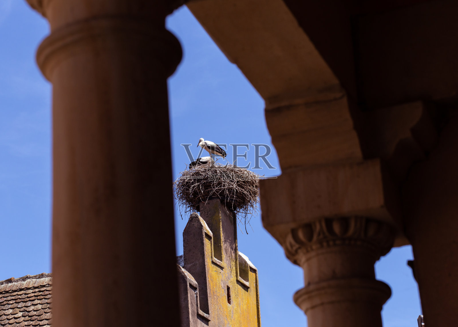 鹳在阿尔萨斯照片摄影图片