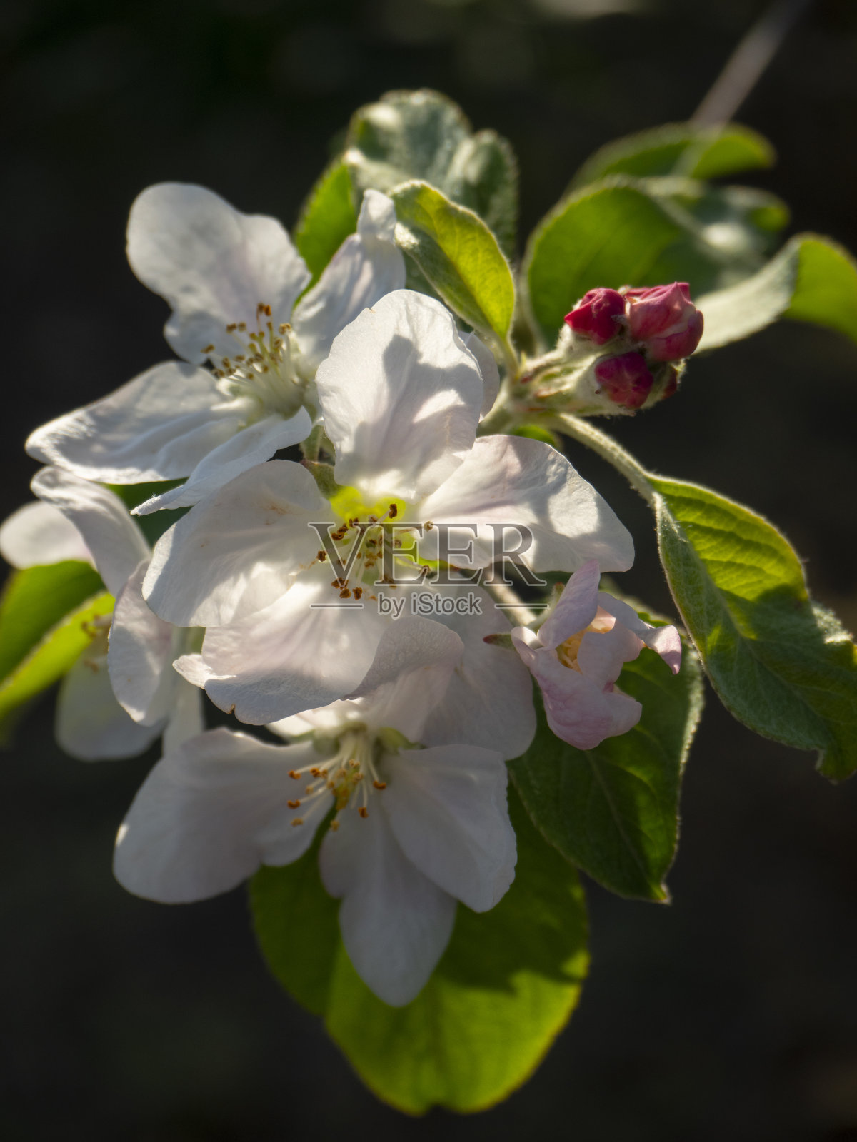 春天，苹果树富士在阳光下的花朵照片摄影图片