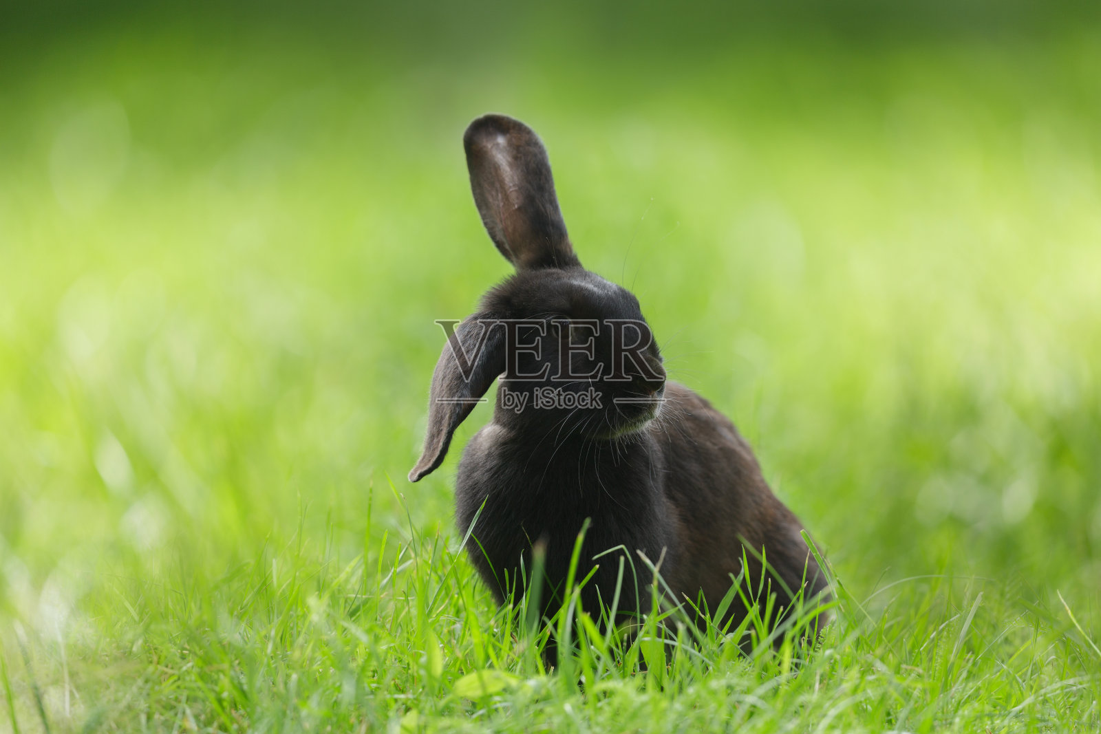 可爱的小兔子坐在草地上。黑色的兔子在绿色的背景照片摄影图片