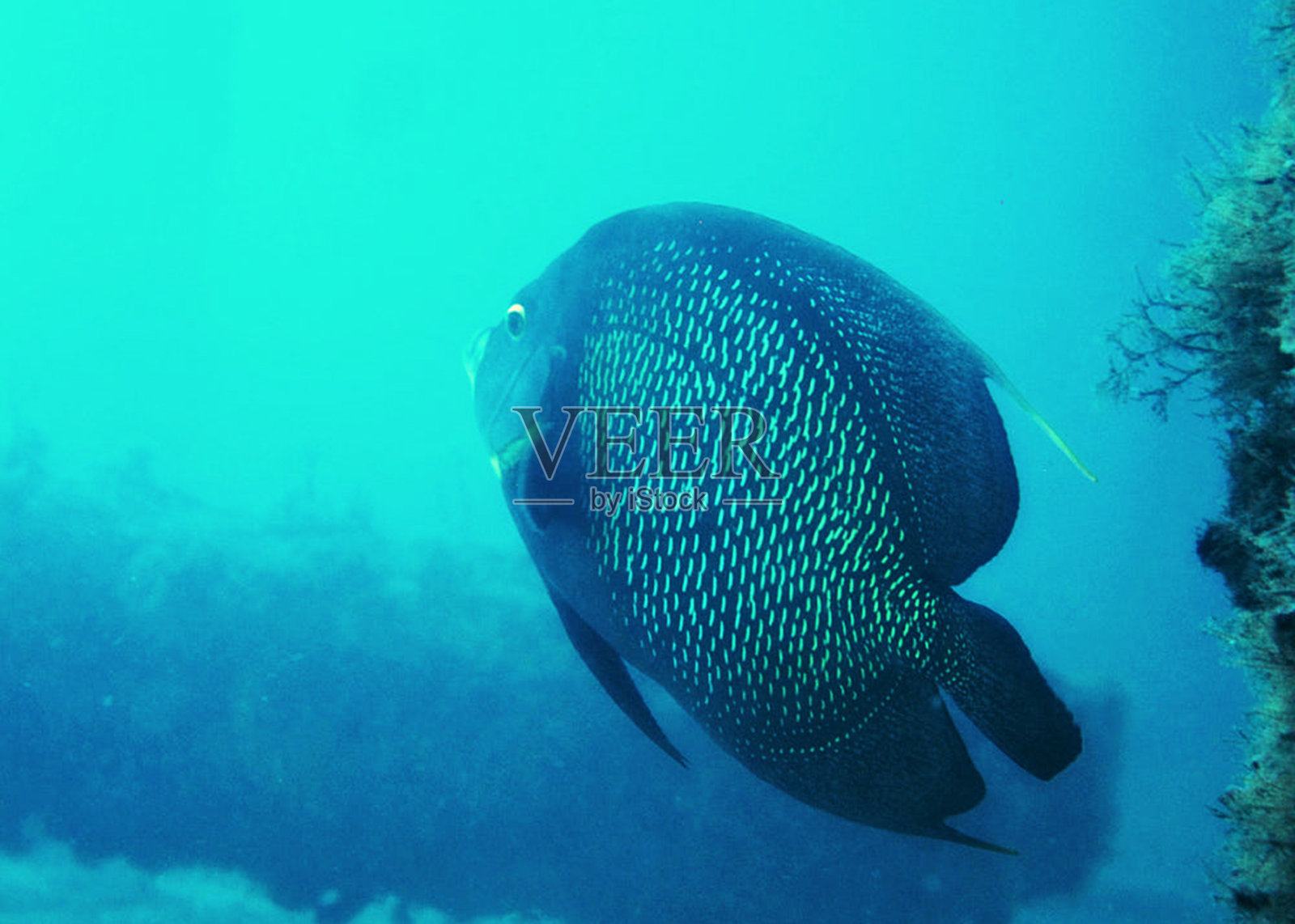 美丽的法国水下照片照片摄影图片