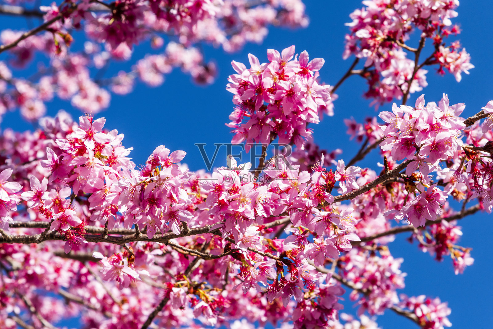 以蓝色天空为背景的樱花花园的粉红色樱花的低角度视图照片摄影图片