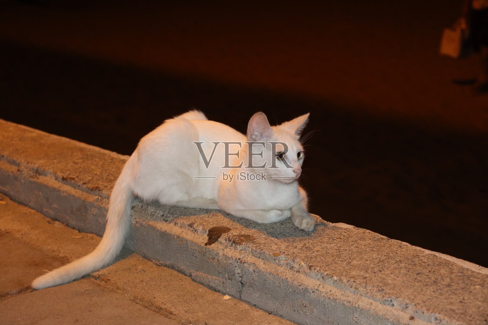 猫爱照片摄影图片