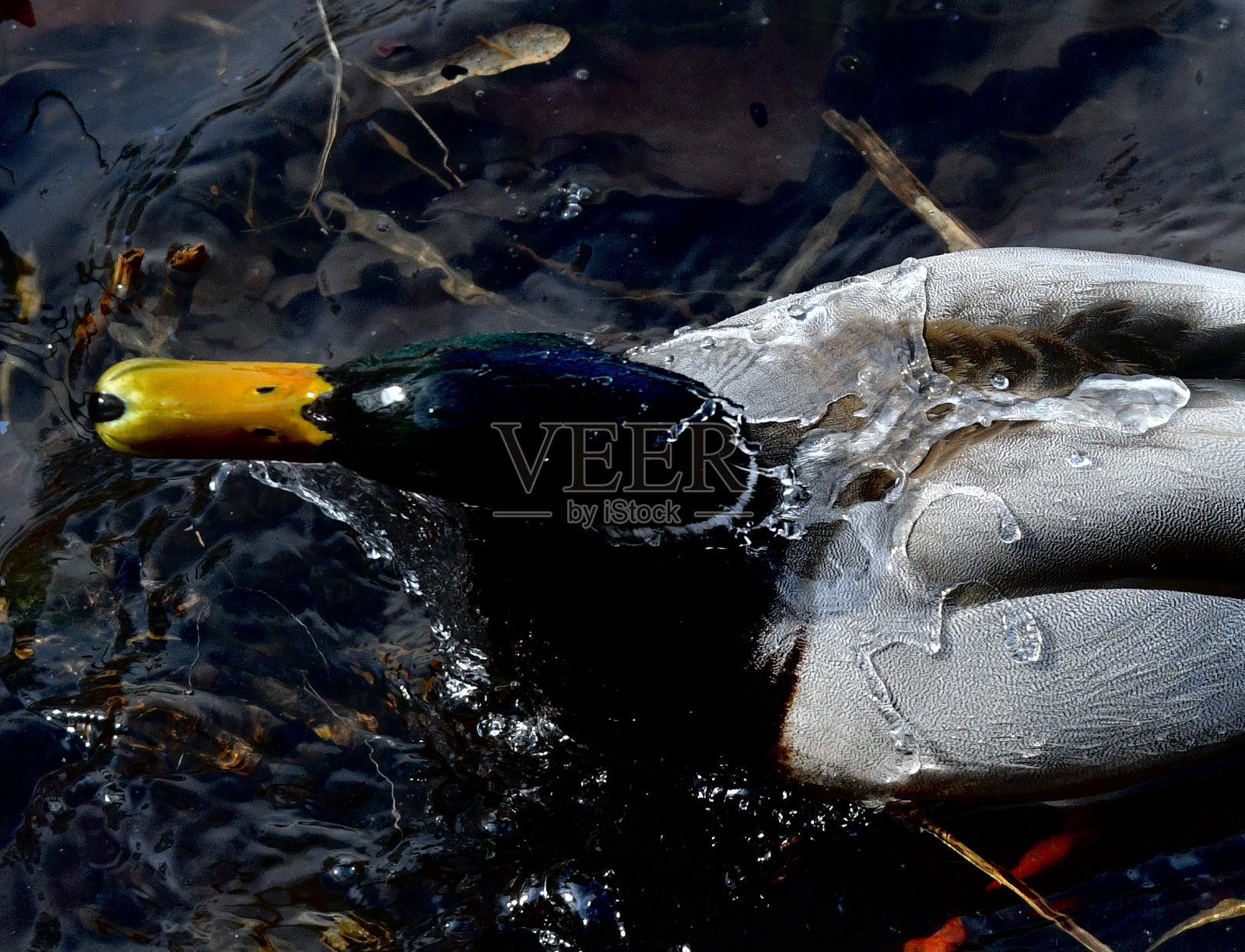 鸭子从上面洗他的头的艺术照片。照片摄影图片