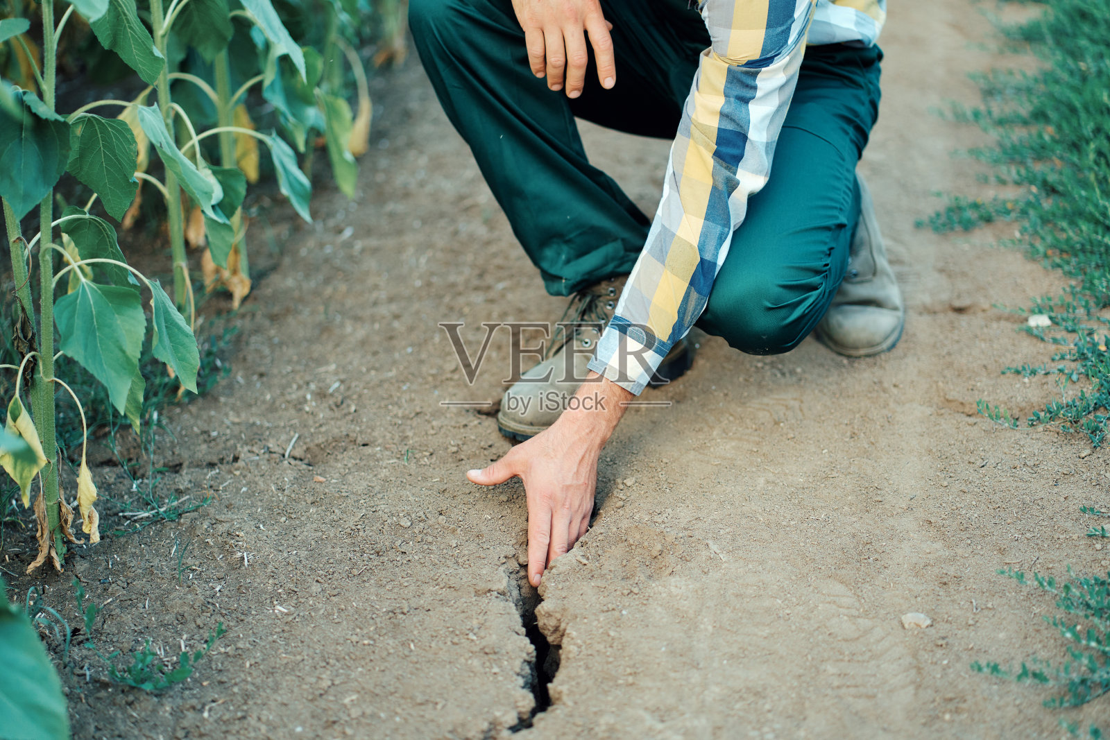 农民的手在干旱后检查干燥的土壤的特写。农业灾害照片摄影图片