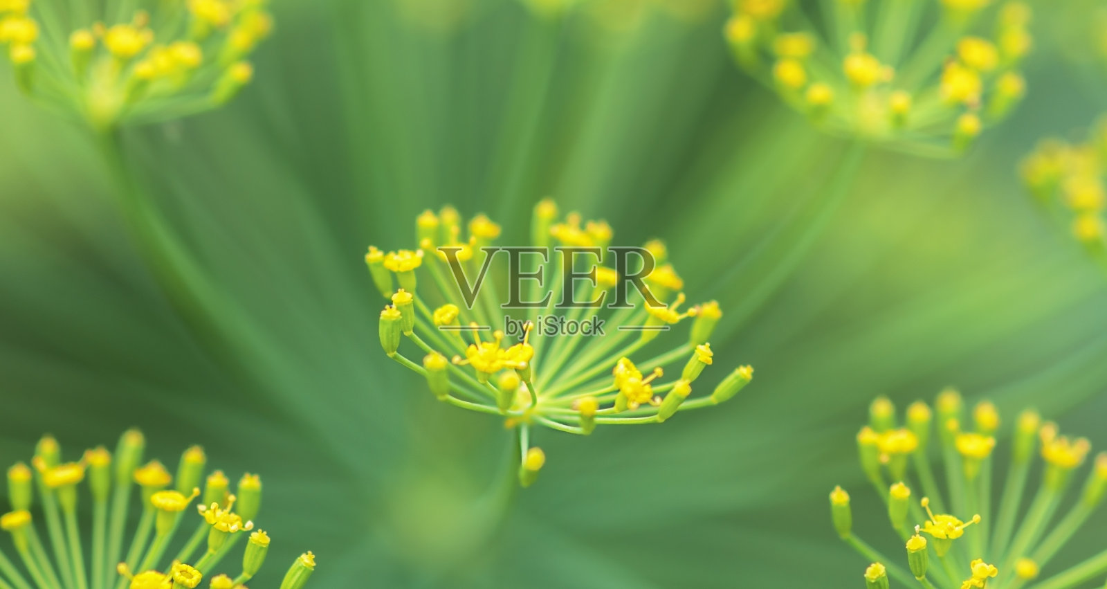 带有黄色花朵的莳萝伞，绿色背景照片摄影图片