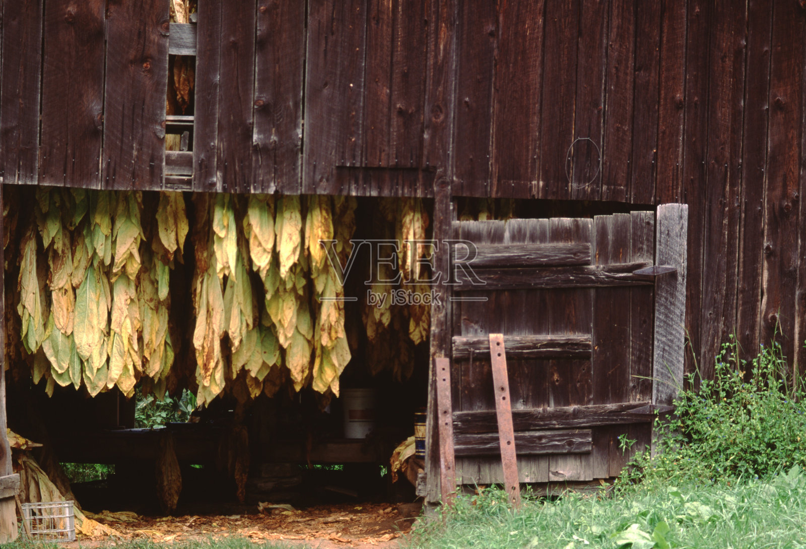 老谷仓棚里的烤烟挂叶照片摄影图片