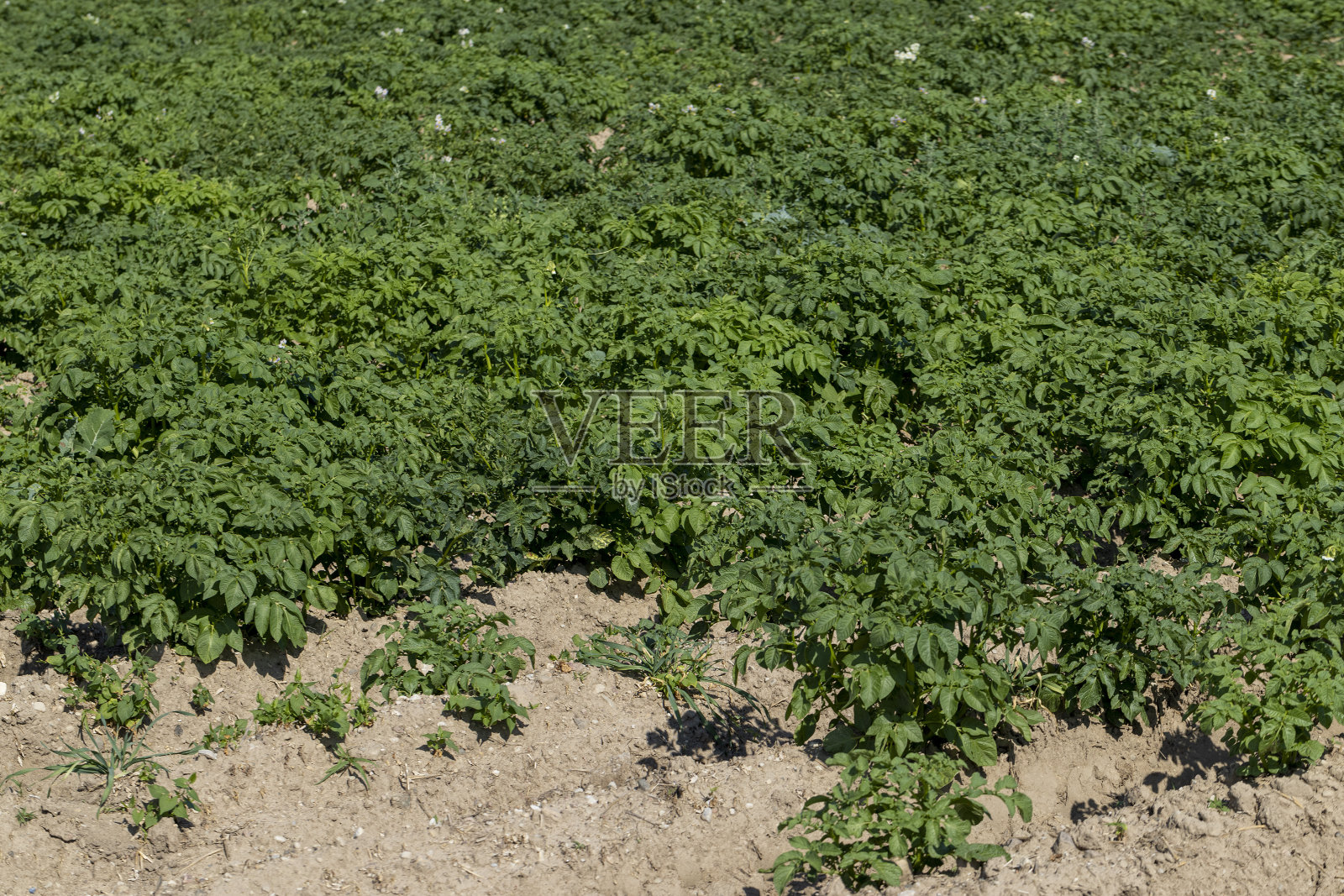 种绿土豆的农田照片摄影图片