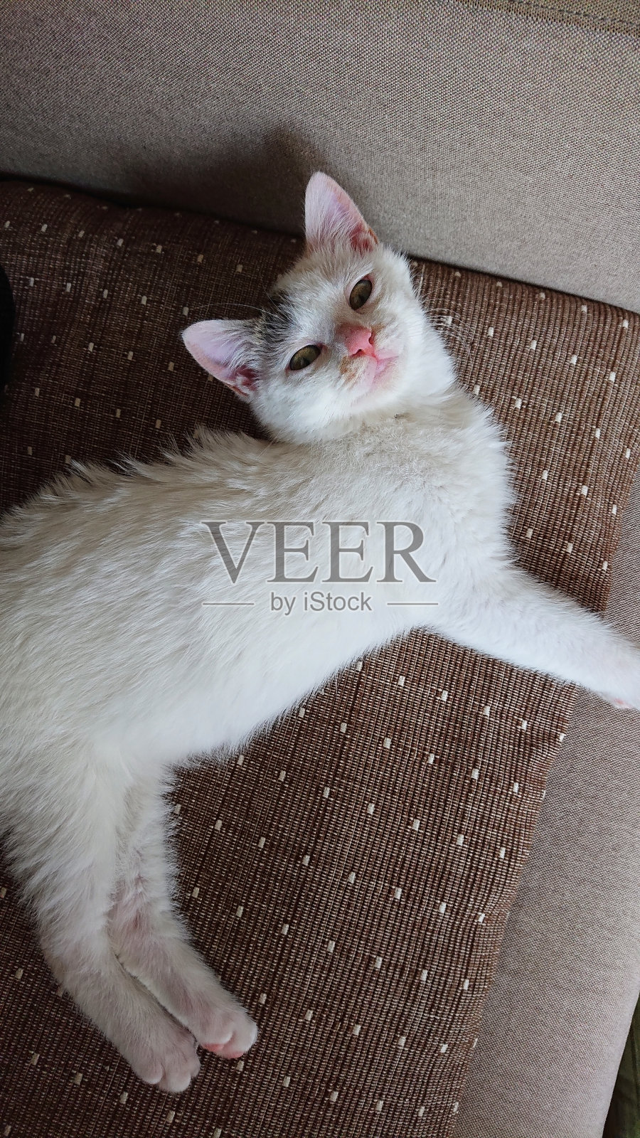 可爱的小猫放松。照片摄影图片