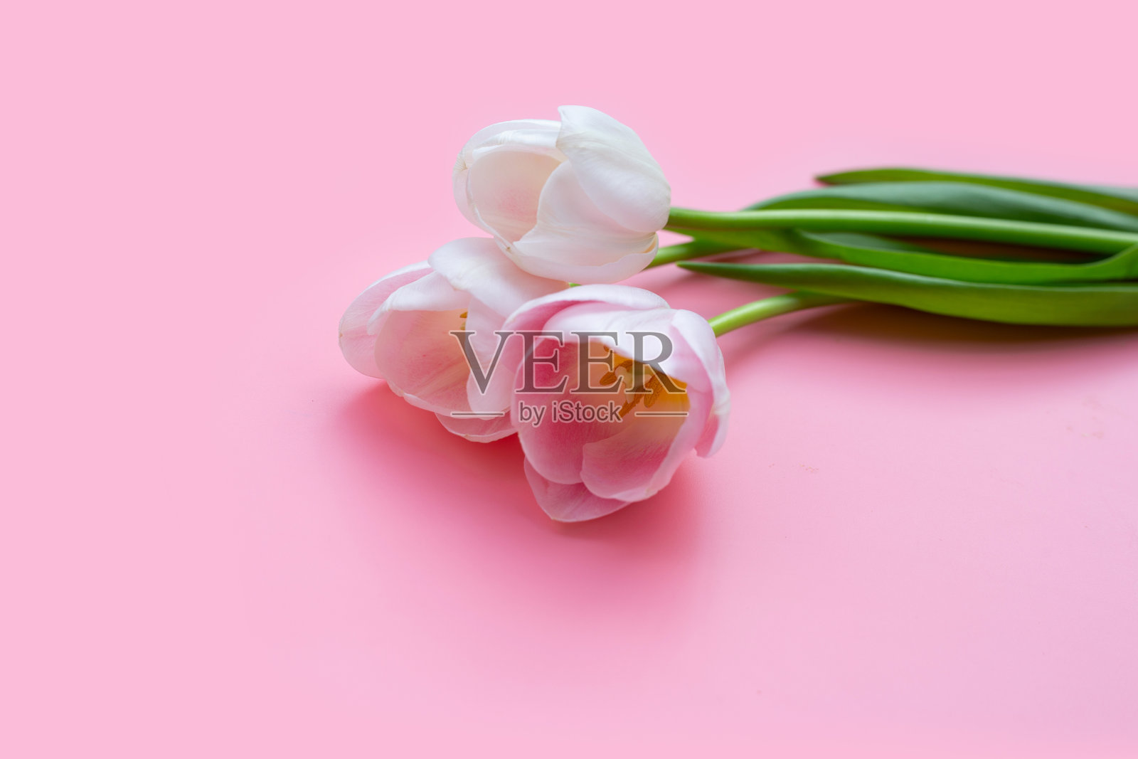 白色粉红色郁金香在粉红色的背景。照片摄影图片