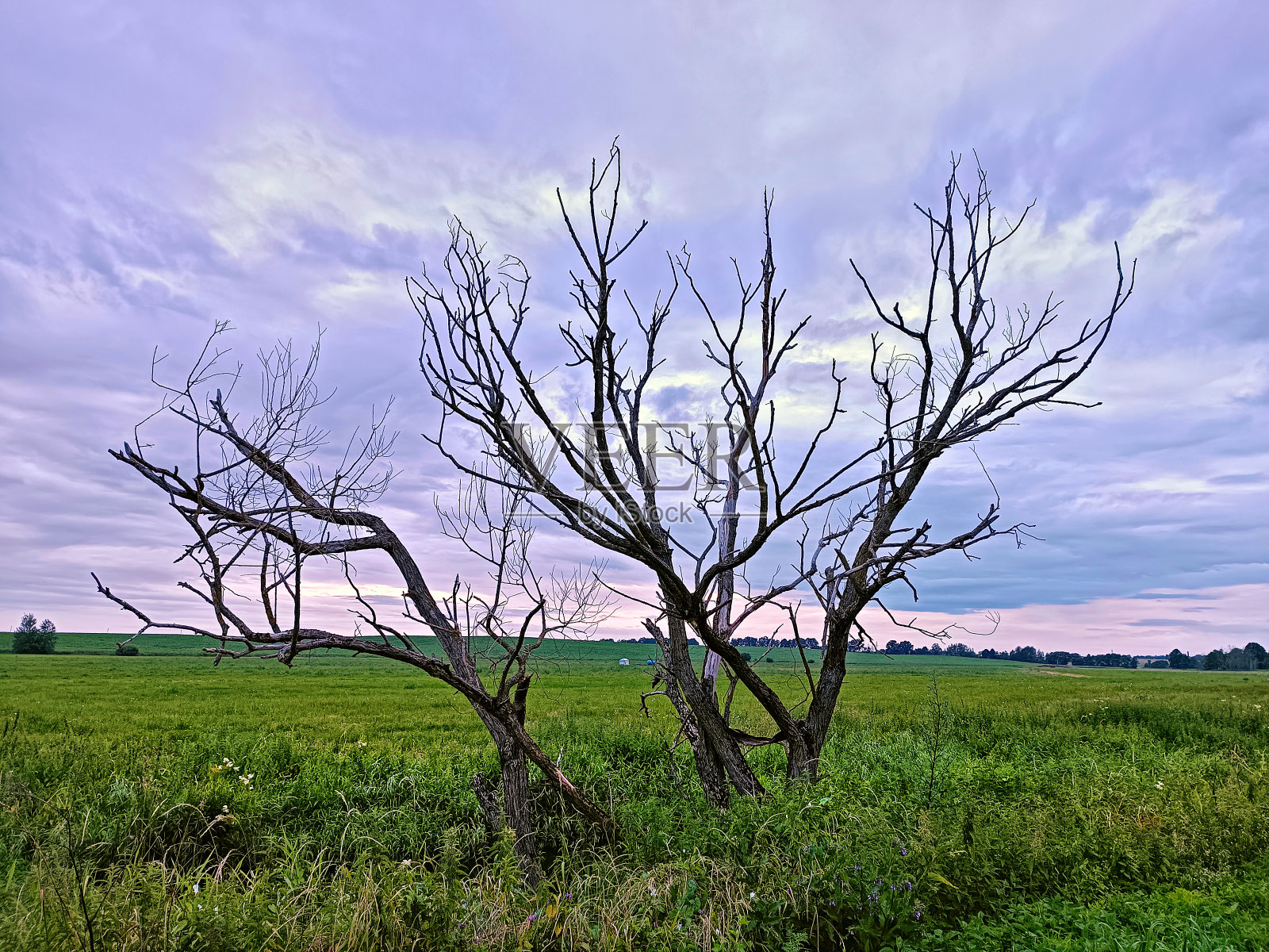 孤独枯死的树。风暴阴雨天气。夏季阴天。照片摄影图片