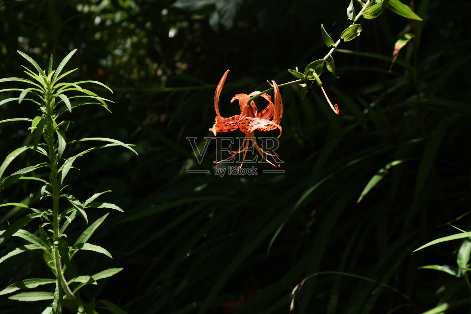 卷丹花。照片摄影图片