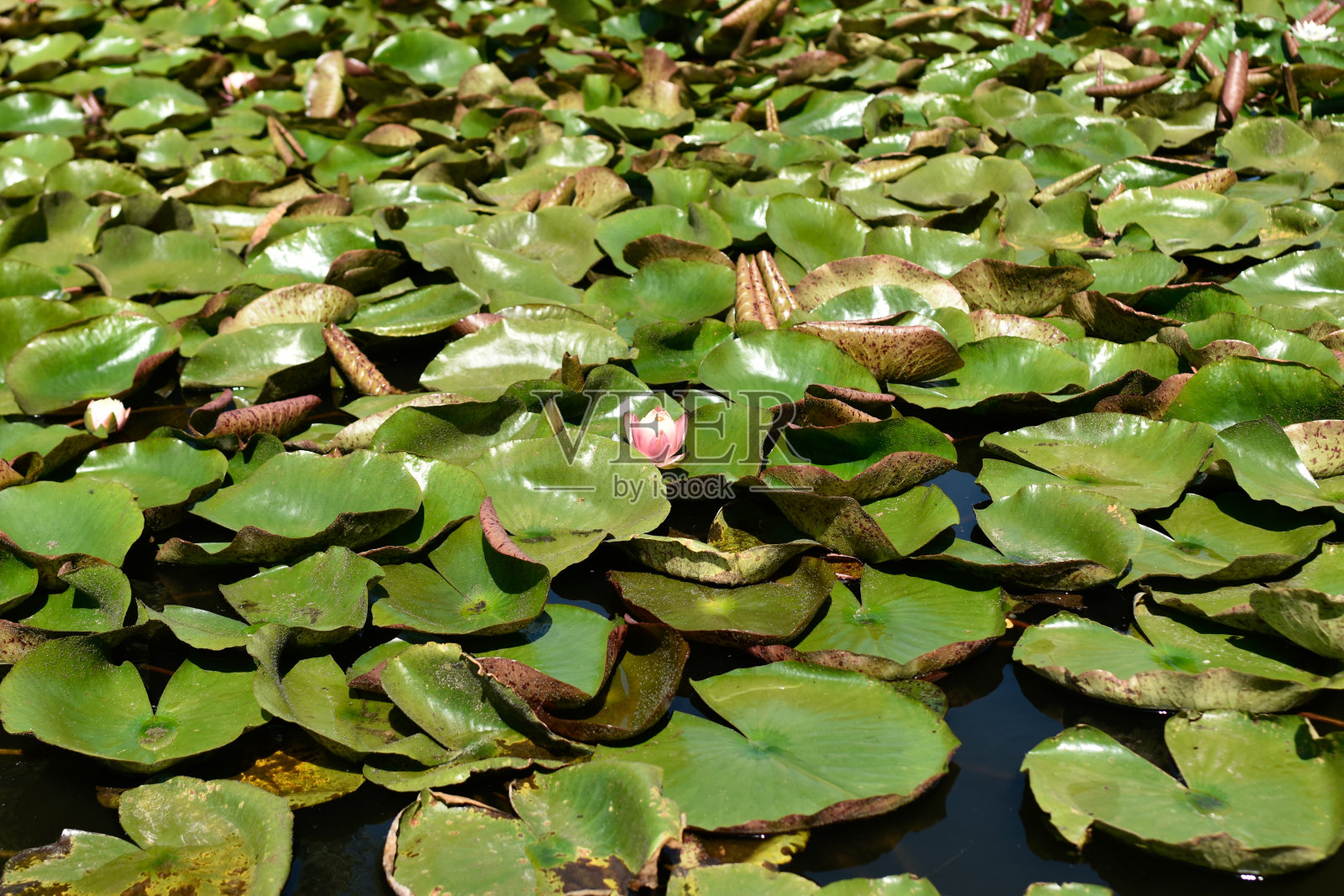 睡莲荷花照片摄影图片