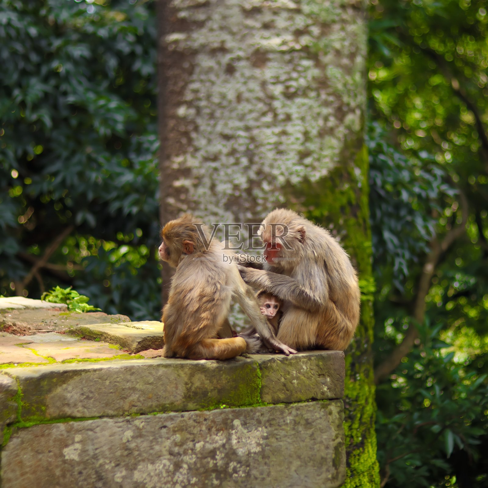 家庭照片摄影图片