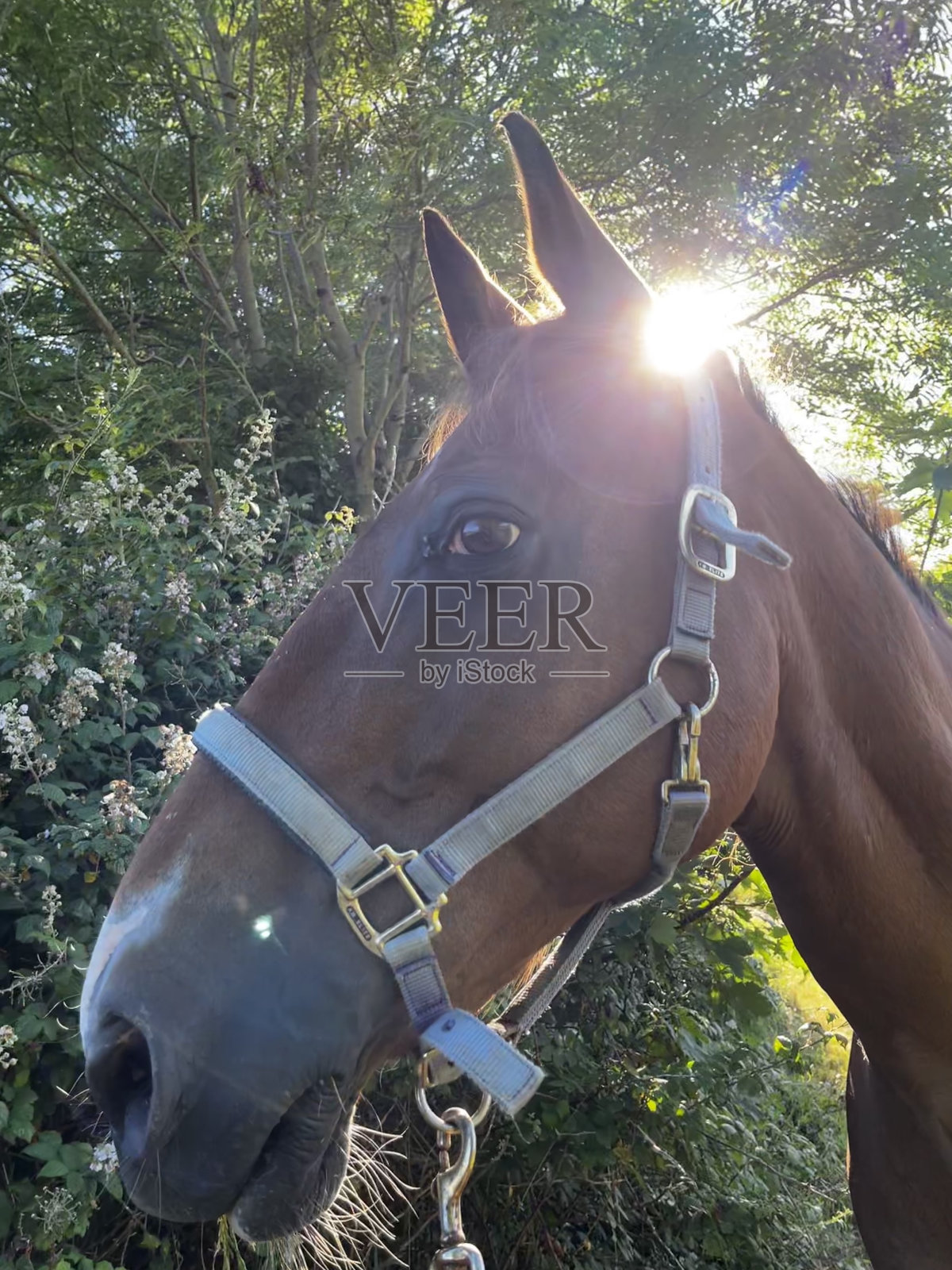 阳光穿过马的耳朵照片摄影图片