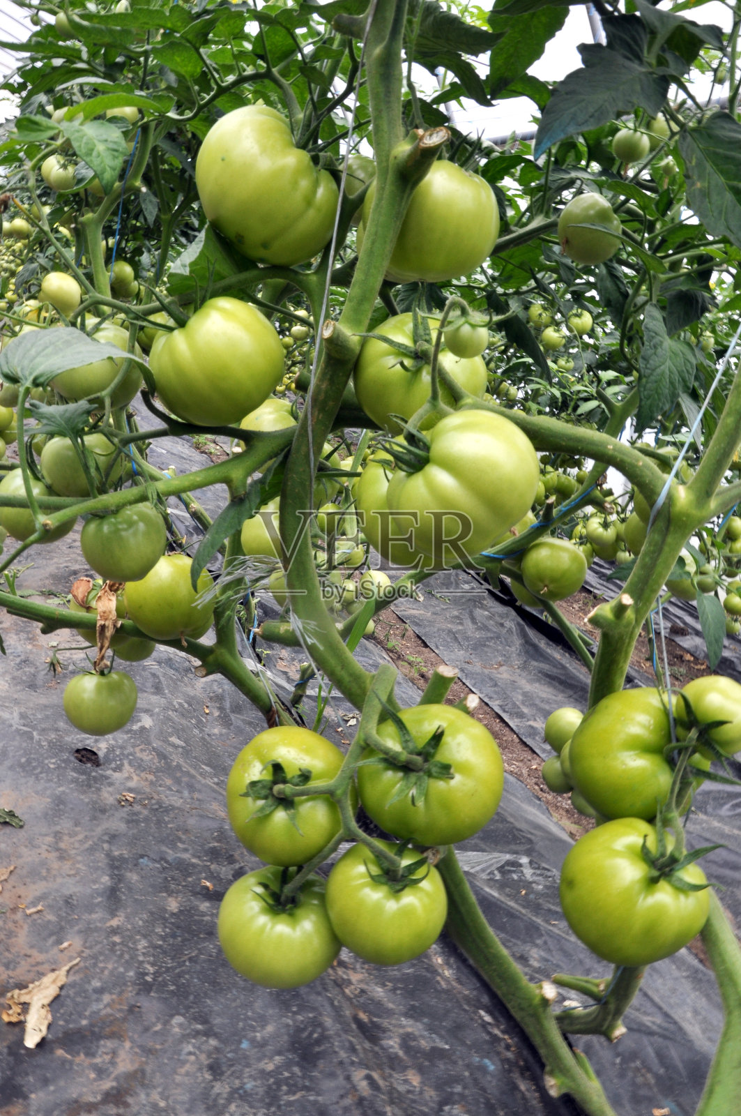 在聚碳酸酯温室的灌木丛中，绿色的西红柿照片摄影图片