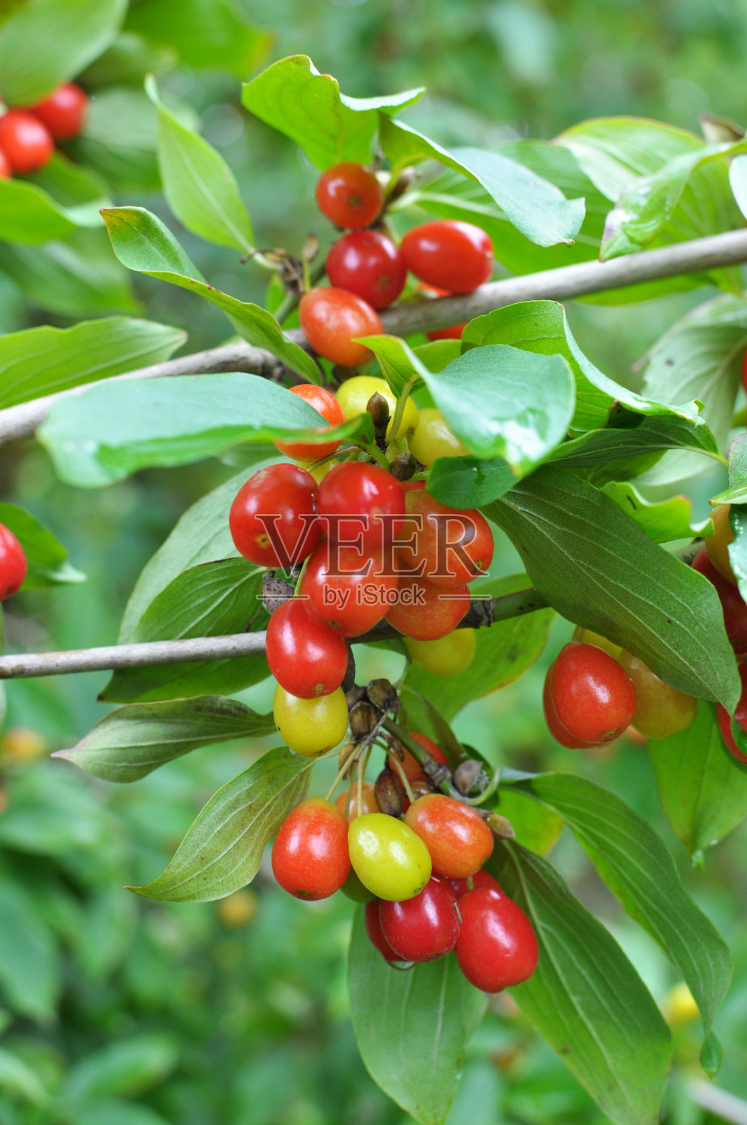 山茱萸的果实在树枝上成熟照片摄影图片