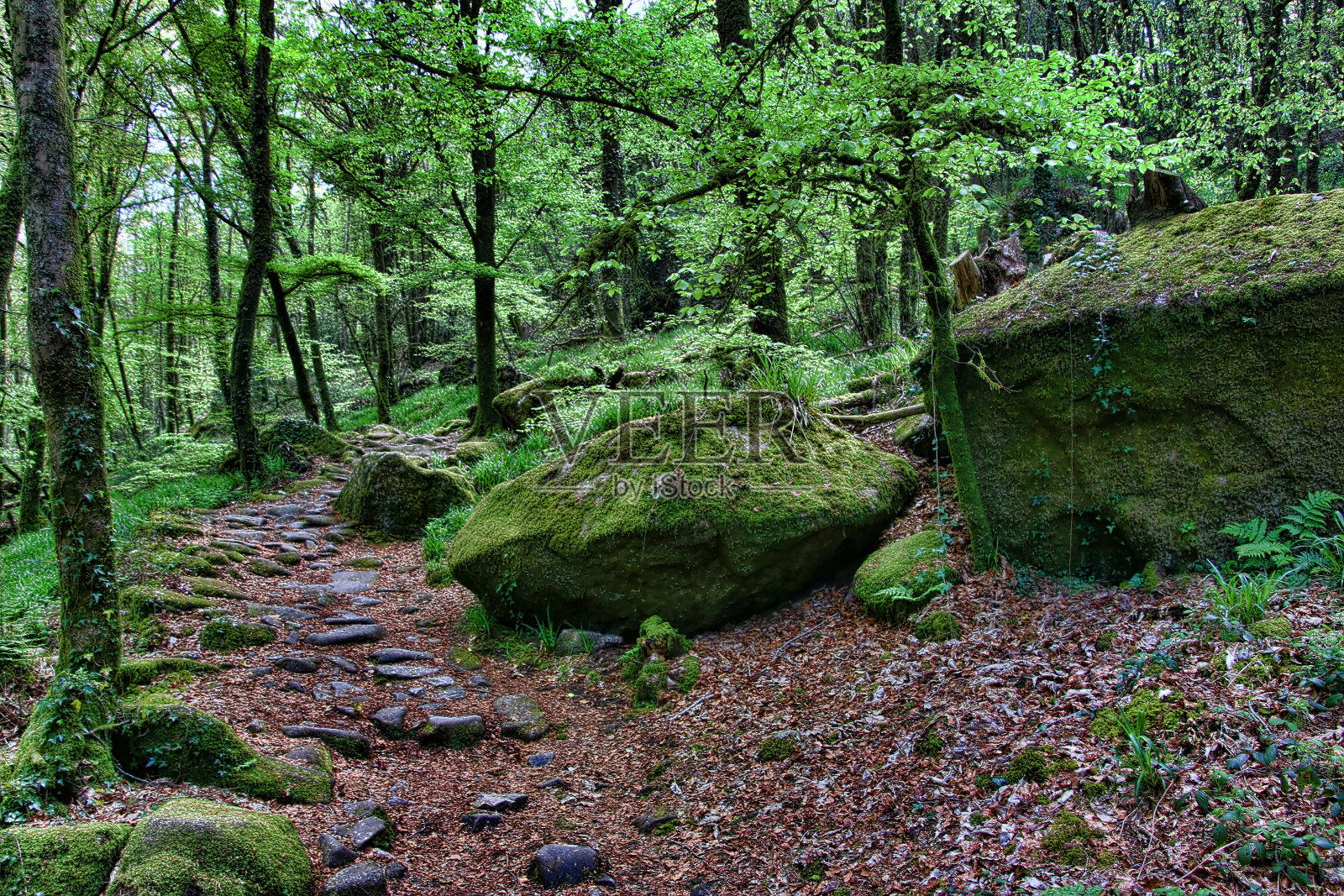 树照片摄影图片
