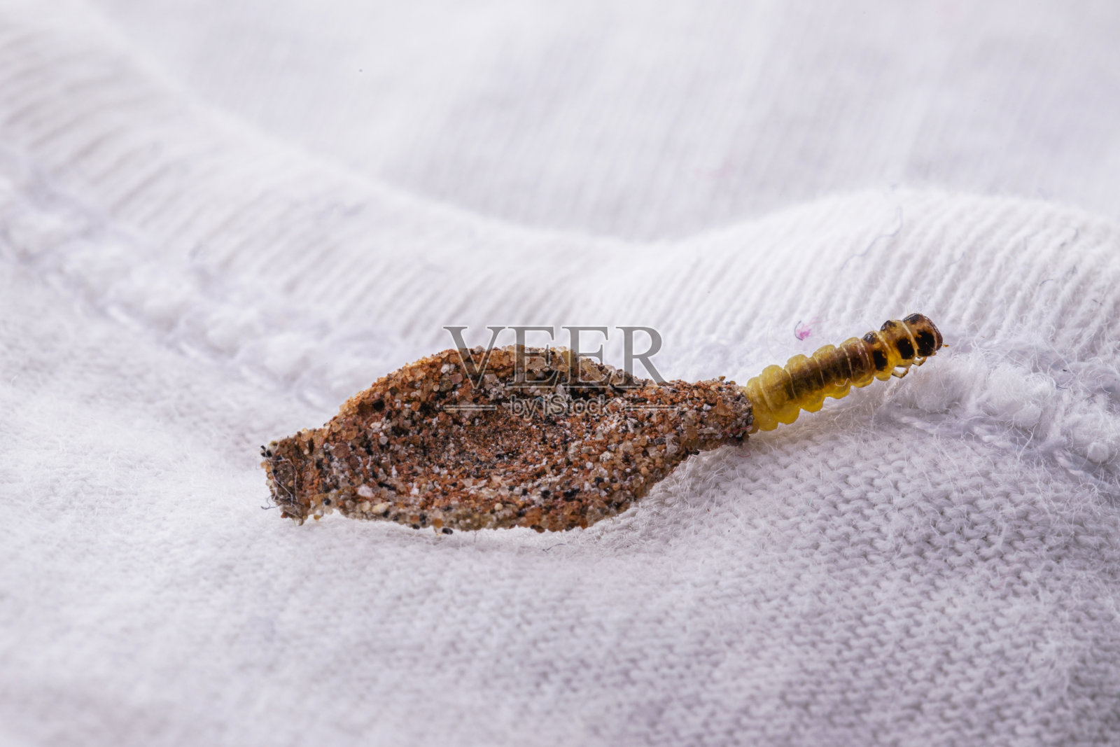 壁蛾幼虫或衣蛾以皮毛、羊毛、死皮碎片、毛发和纸张为食。储存的穿孔和旧衣服，需要检测照片摄影图片