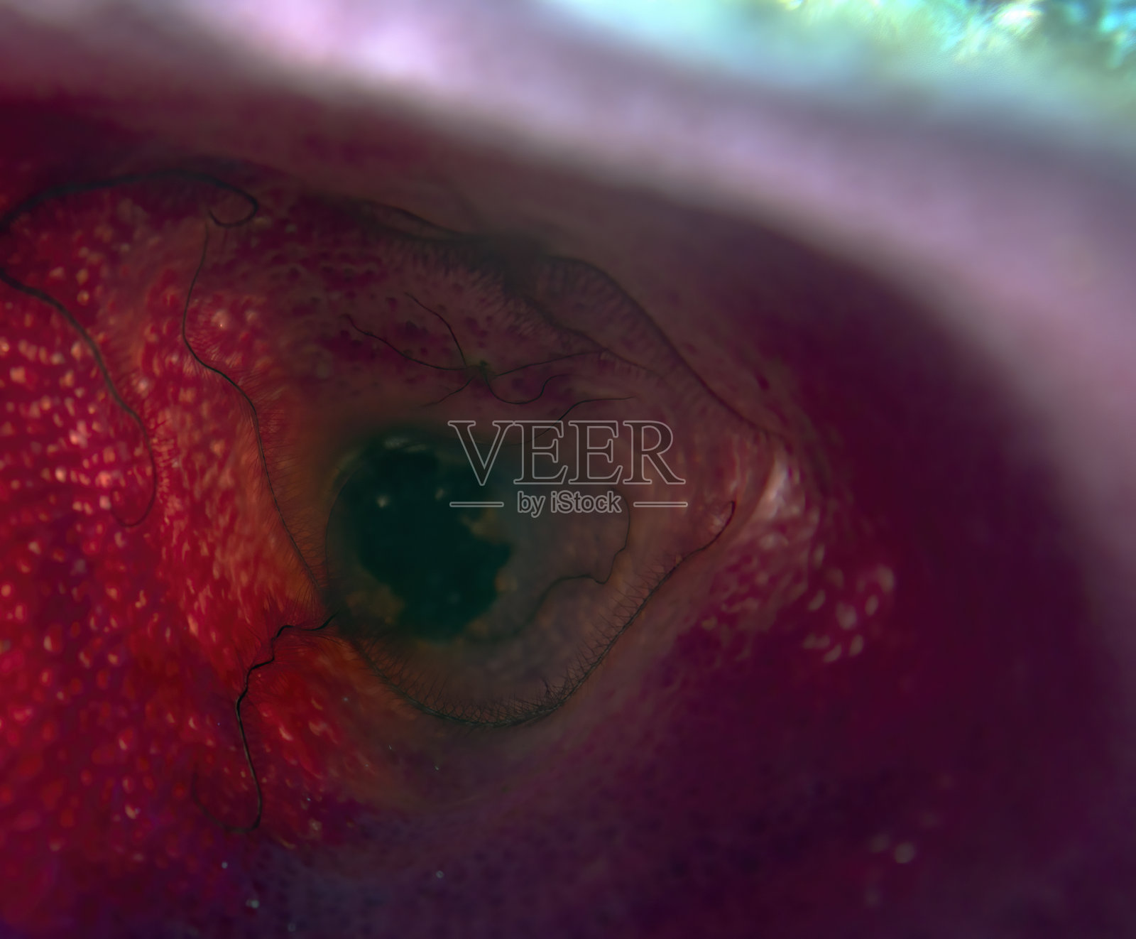 墨西哥科苏梅尔一片珊瑚上的脆性海星照片摄影图片