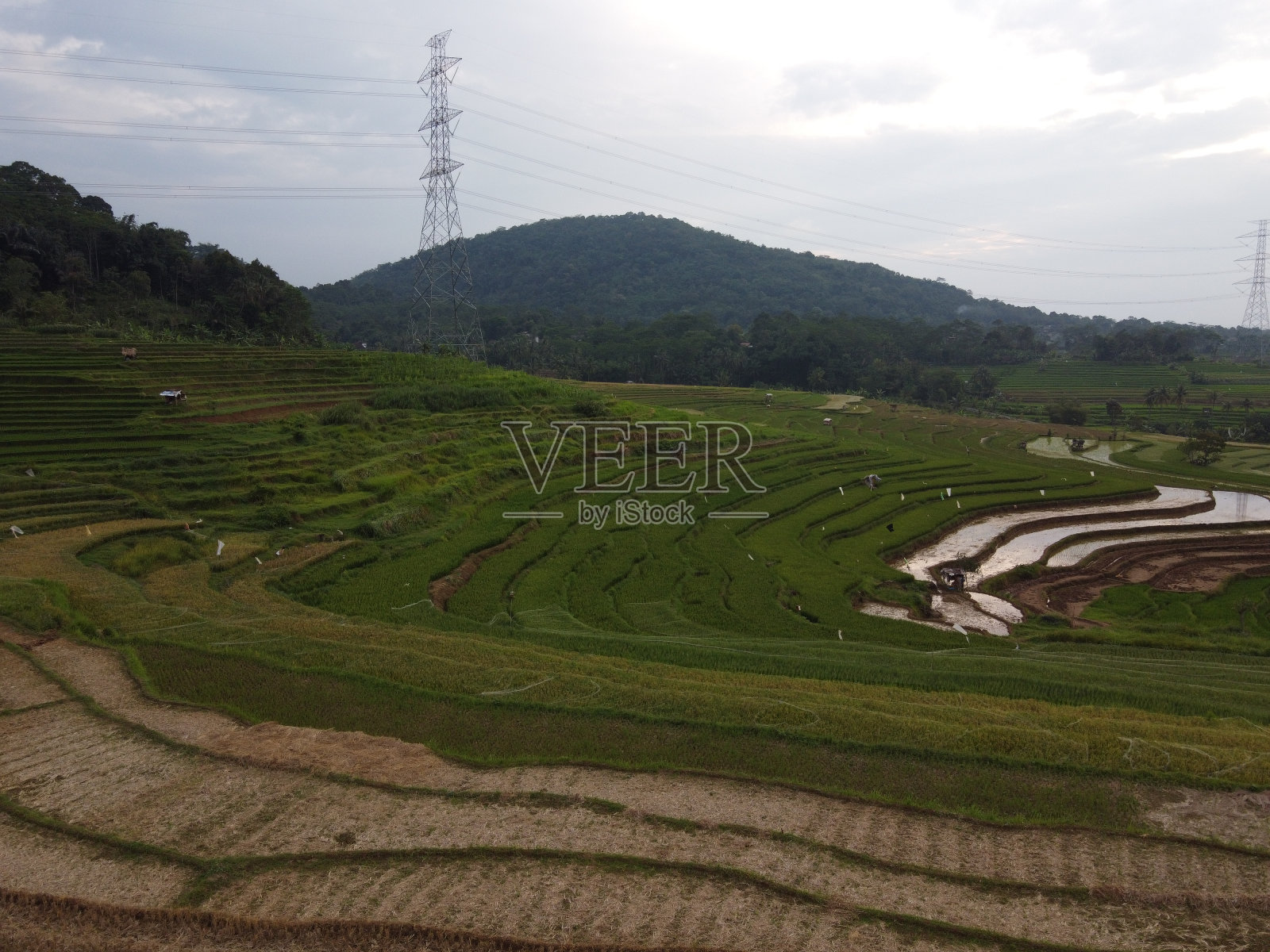 美丽的绿色和肥沃的稻田，稻谷即将收获照片摄影图片