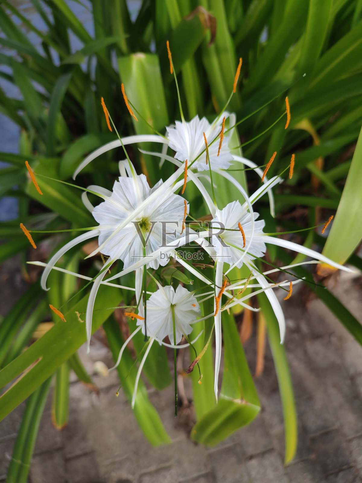 白色的花朵照片摄影图片