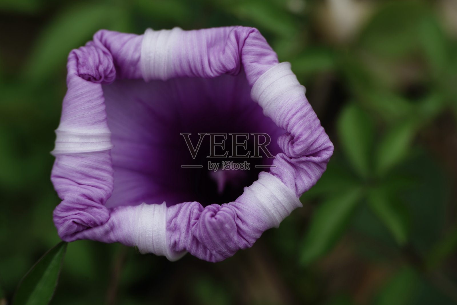 牵牛花的花照片摄影图片