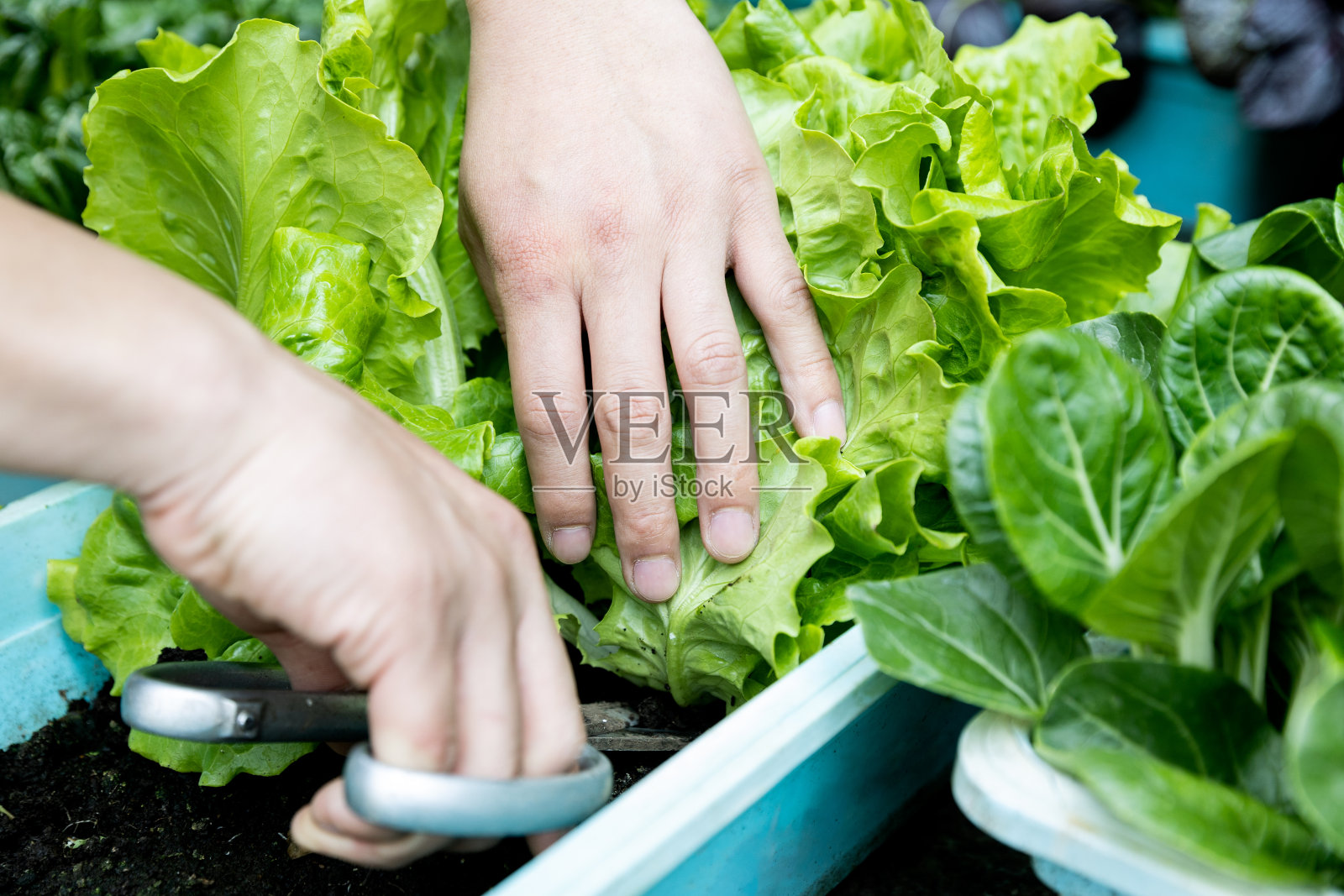 市场上的有机蔬菜照片摄影图片