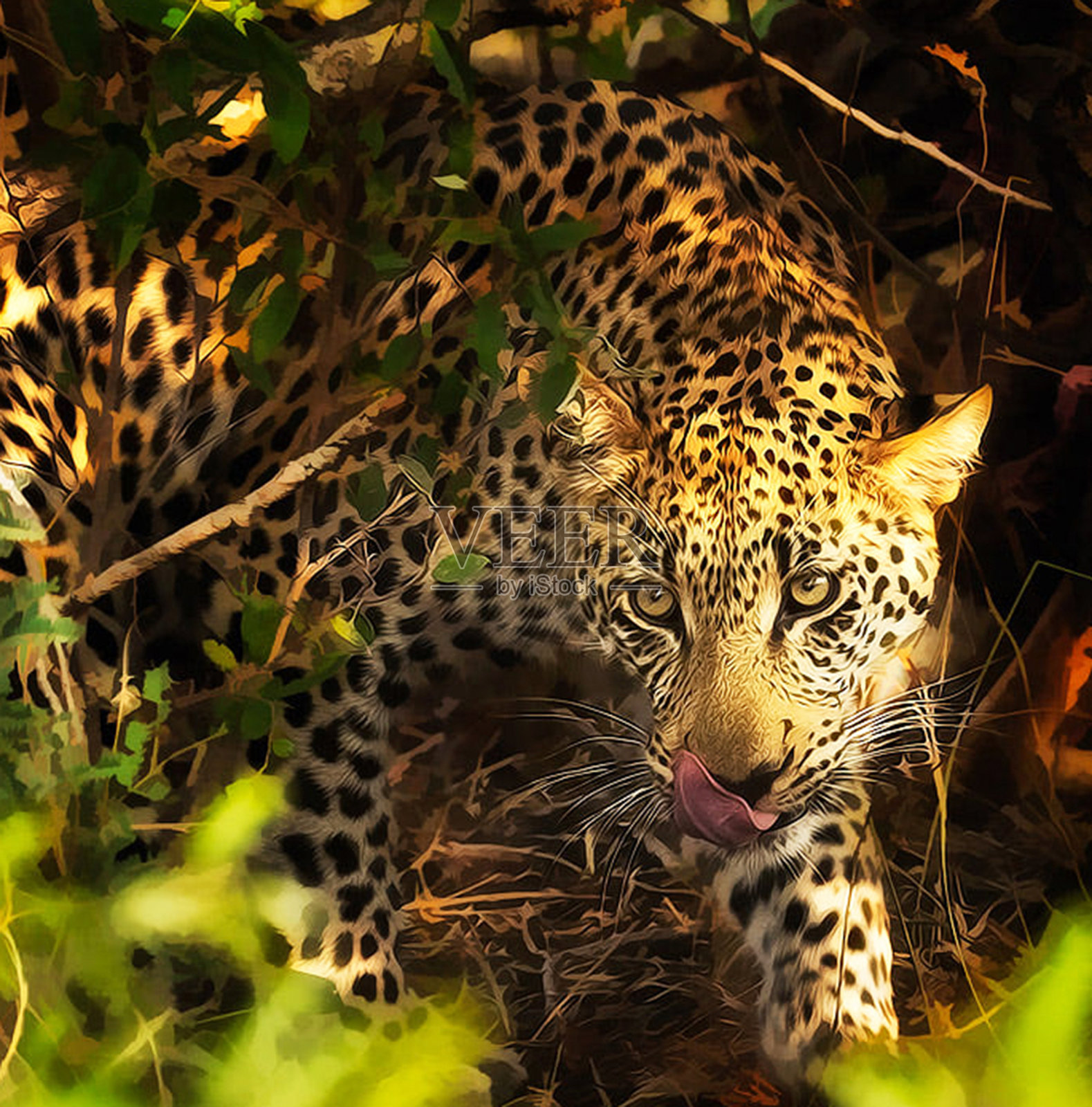 美丽的Timbavati野生动物图片照片摄影图片