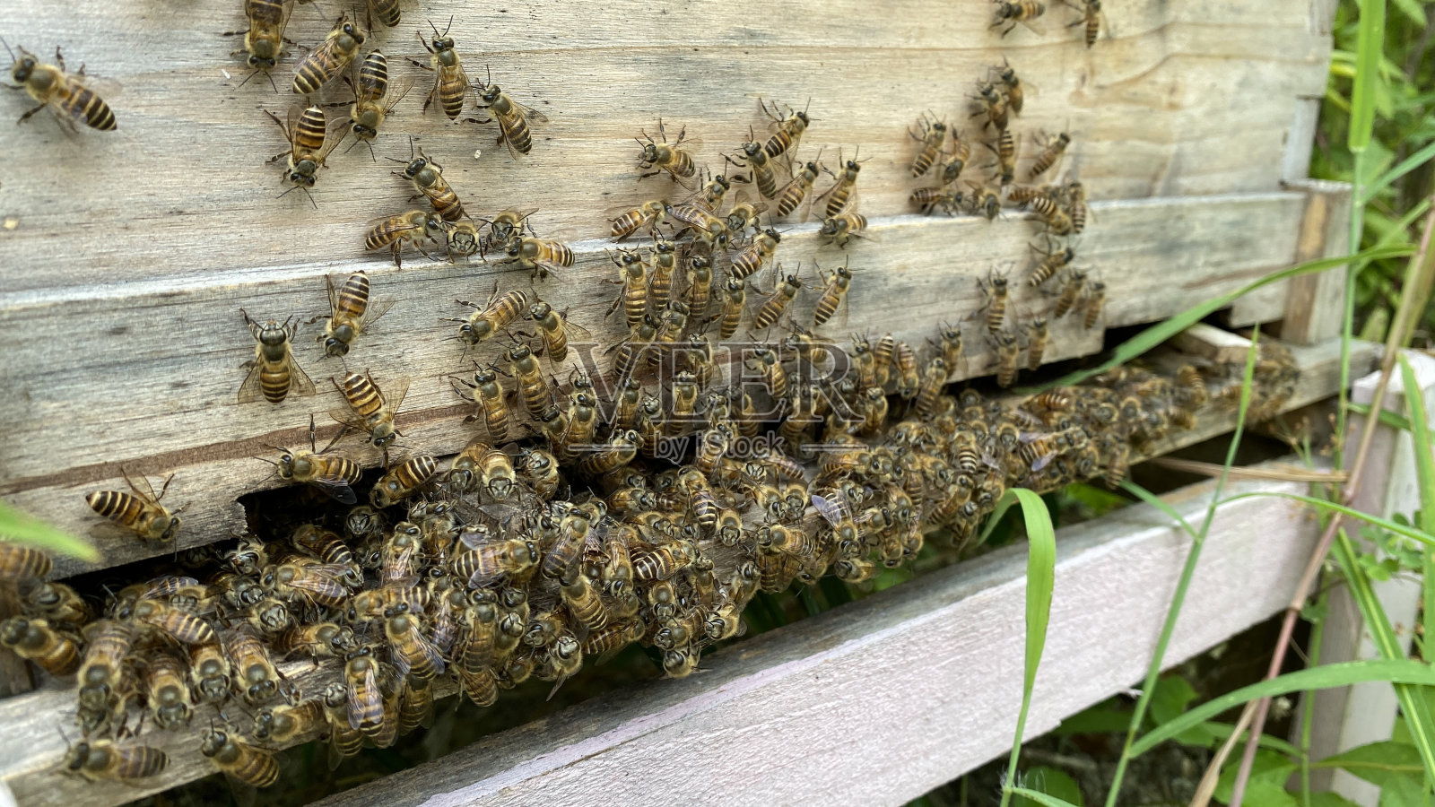 蜂蜜生产，人工养蜂在农场照片摄影图片