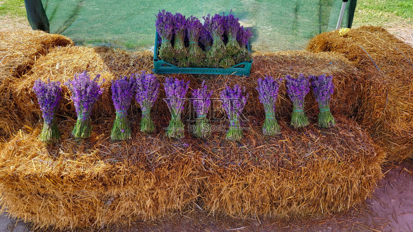 一束束新鲜的薰衣草躺在稻草捆上。香花，香薰美容不可或缺的成分照片摄影图片