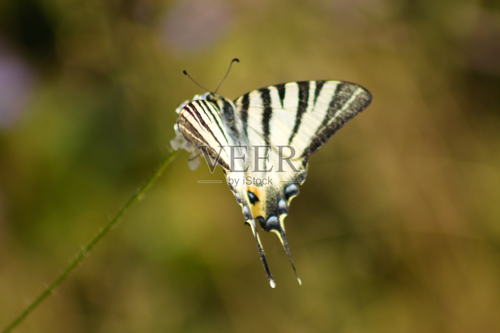 稀有燕尾蝶在植物上的特写，选择性聚焦前景照片摄影图片