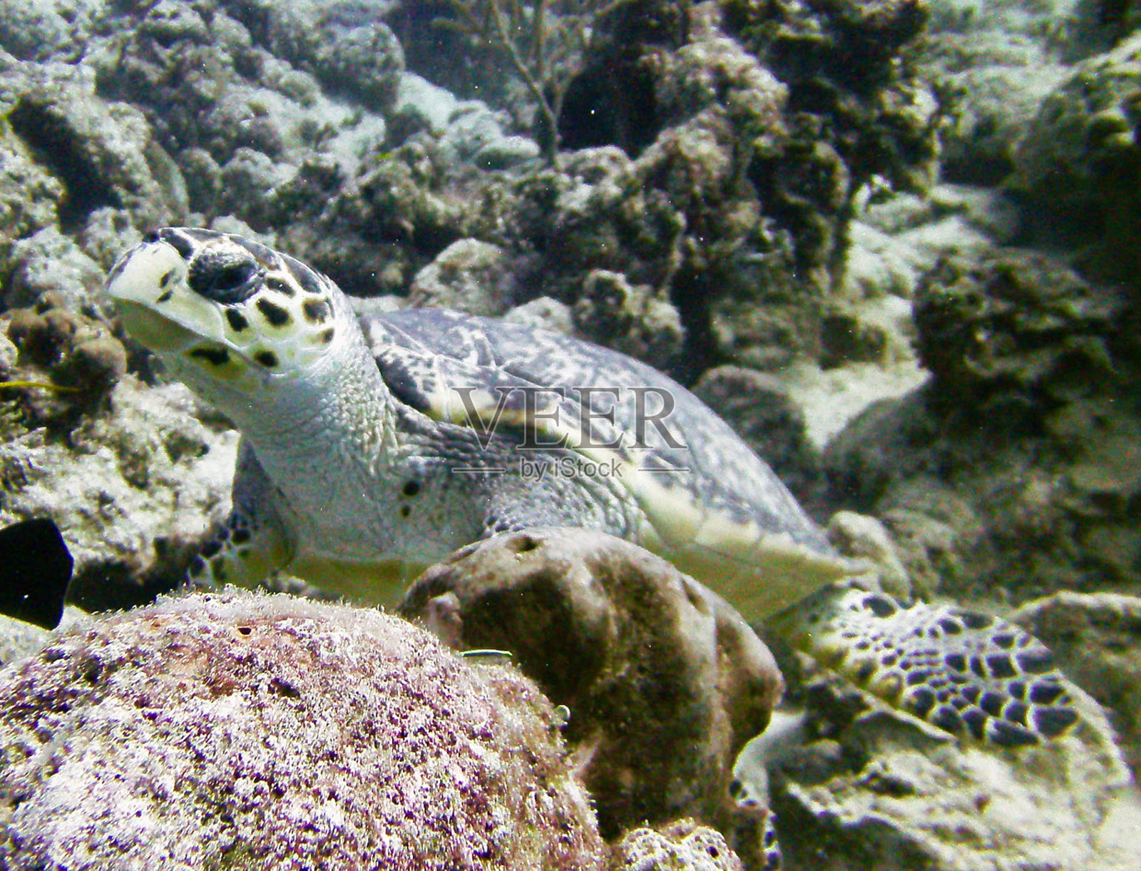 美丽的巴哈马水下照片照片摄影图片