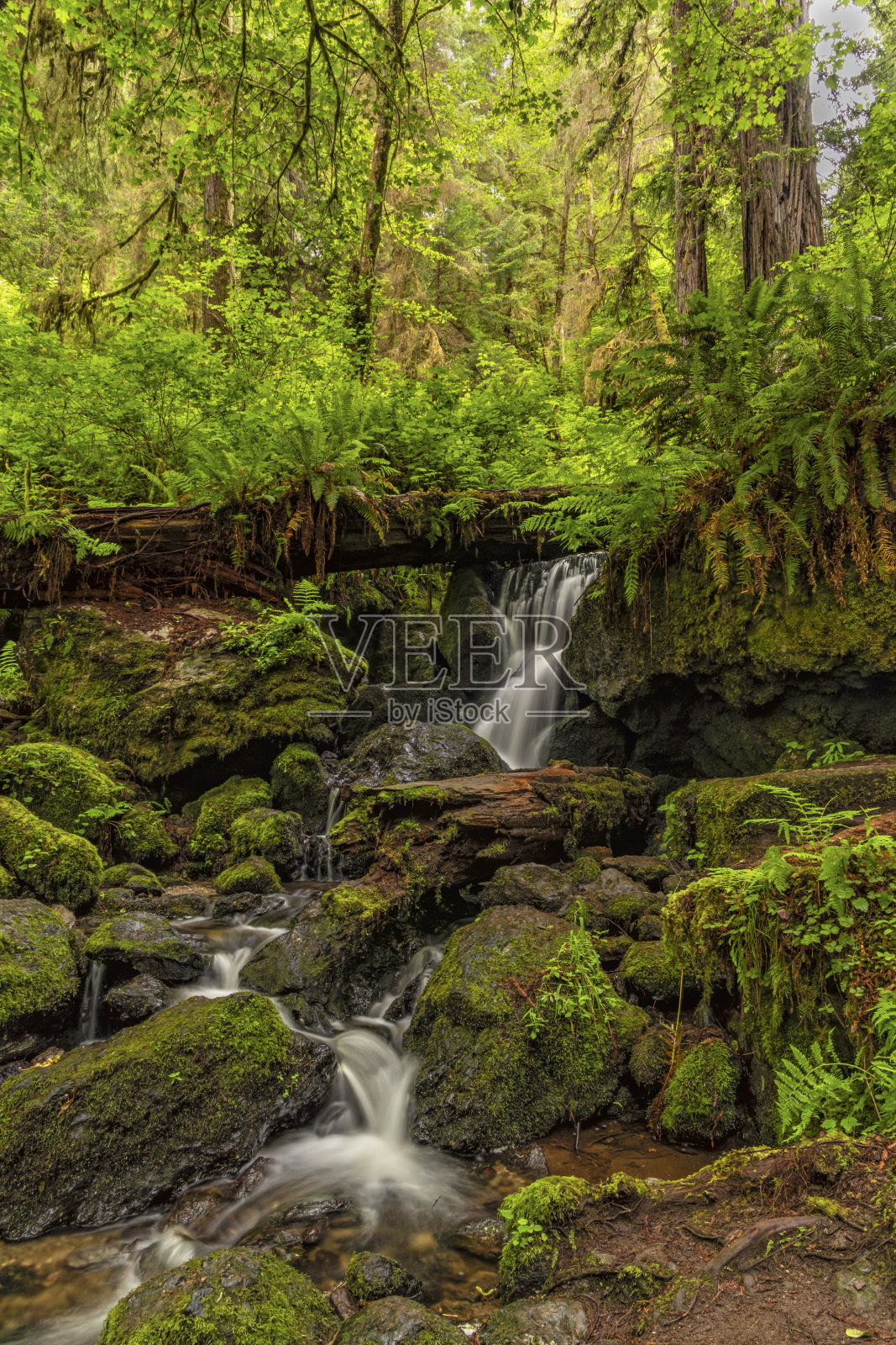 Trillium Falls森林蕨照片摄影图片