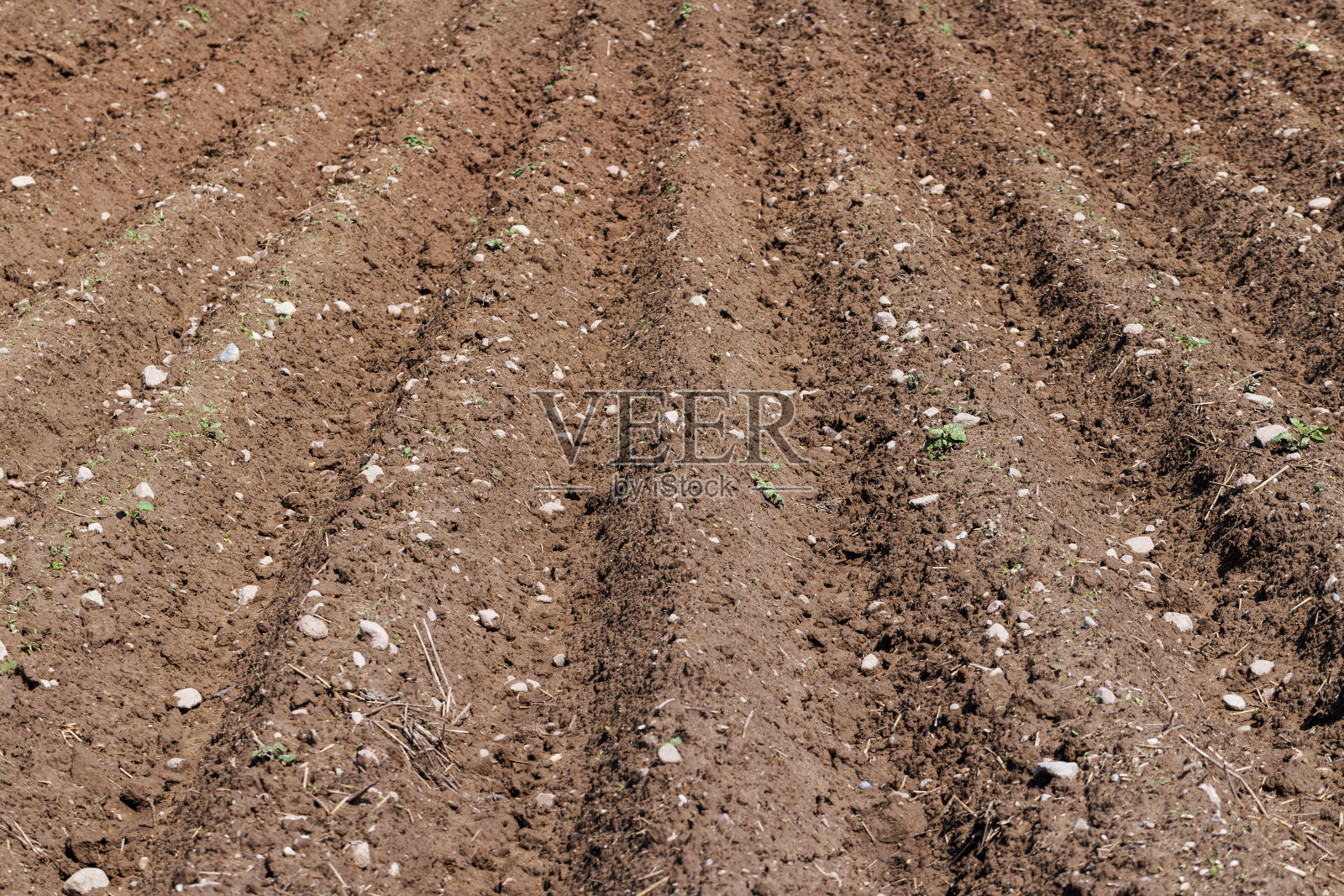 有土豆生长的犁沟的田地照片摄影图片