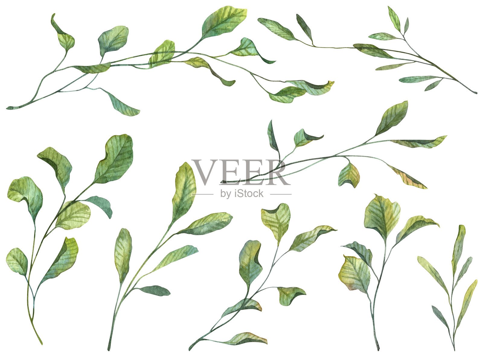 一套详细的手绘水彩绿色植物学。高品质的白色底色多汁的绿叶插画图片素材