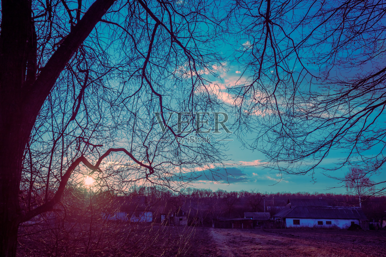 乡村景观与美丽的傍晚天空在日落。树枝在天空映衬下的剪影照片摄影图片